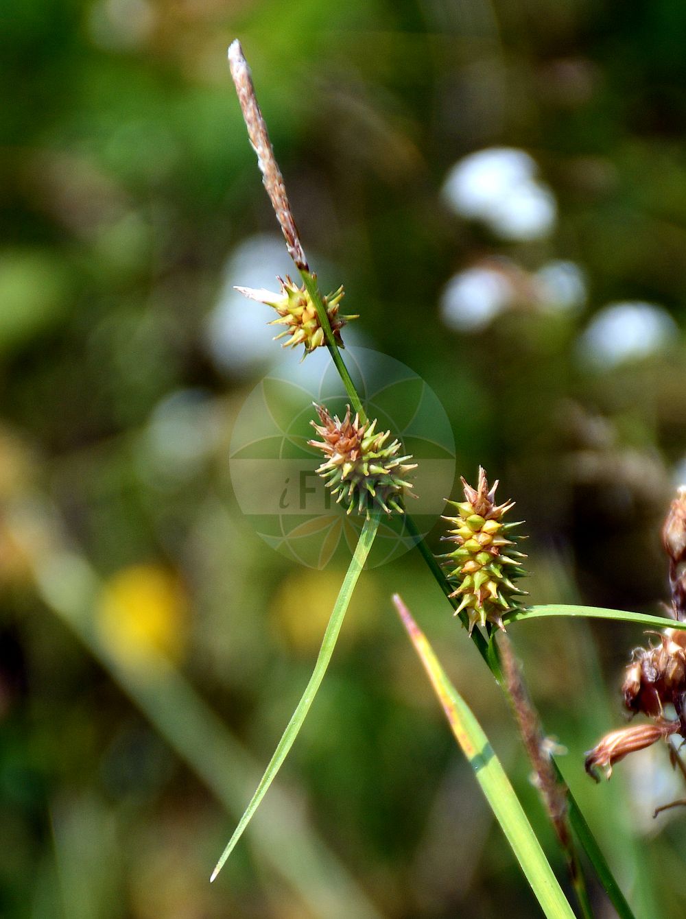 Foto von Carex lepidocarpa (Schuppenfrüchtige Gelb-Segge - Long-stalked Yellow-Sedge). Das Bild zeigt Blatt, Bluete und Frucht. Das Foto wurde in Bonn, Nordrhein-Westfalen, Deutschland aufgenommen. ---- Photo of Carex lepidocarpa (Schuppenfrüchtige Gelb-Segge - Long-stalked Yellow-Sedge). The image is showing leaf, flower and fruit. The picture was taken in Bonn, North Rhine-Westphalia, Germany.(Carex lepidocarpa,Schuppenfrüchtige Gelb-Segge,Long-stalked Yellow-Sedge,Carex lepidocarpa,Schuppenfruechtige Gelb-Segge,Mittlere Gelb-Segge,Schuppen-Segge,Long-stalked Yellow-Sedge,Long-stalked Yellow Sedge,Little Green Sedge,Carex,Segge,Sedge,Cyperaceae,Sauergräser,Sedge family,Blatt,Bluete,Frucht,leaf,flower,fruit)