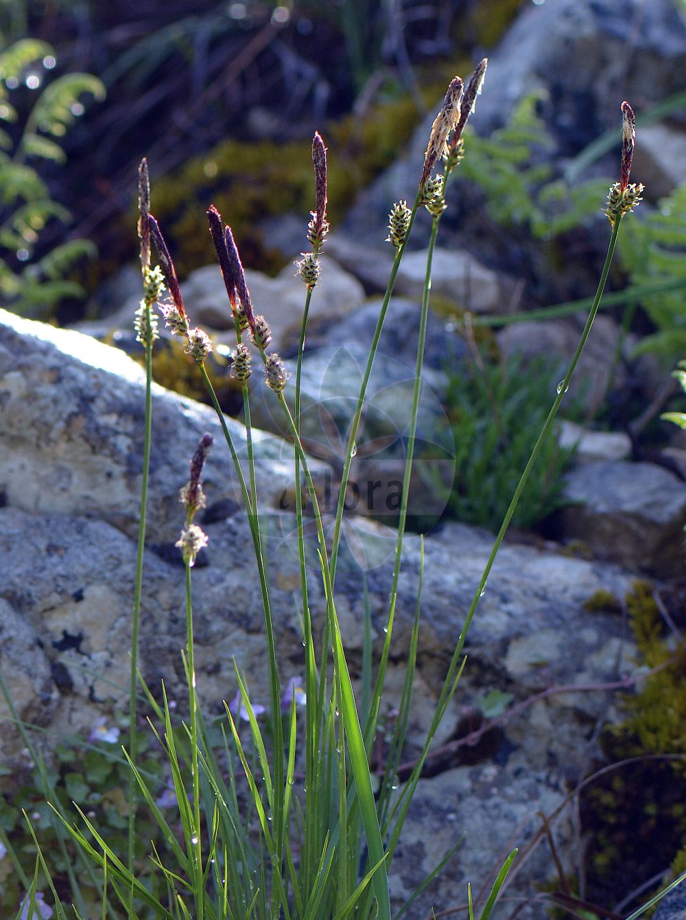 Foto von Carex fritschii (Fritsch-Segge). Das Bild zeigt Blatt, Bluete und Frucht. Das Foto wurde in München, Bayern, Deutschland aufgenommen. ---- Photo of Carex fritschii (Fritsch-Segge). The image is showing leaf, flower and fruit. The picture was taken in Munich, Bavaria, Germany.(Carex fritschii,Fritsch-Segge,Carex fritschii,Carex montana subsp. fritschii,Fritsch-Segge,Carex,Segge,Sedge,Cyperaceae,Sauergräser,Sedge family,Blatt,Bluete,Frucht,leaf,flower,fruit)