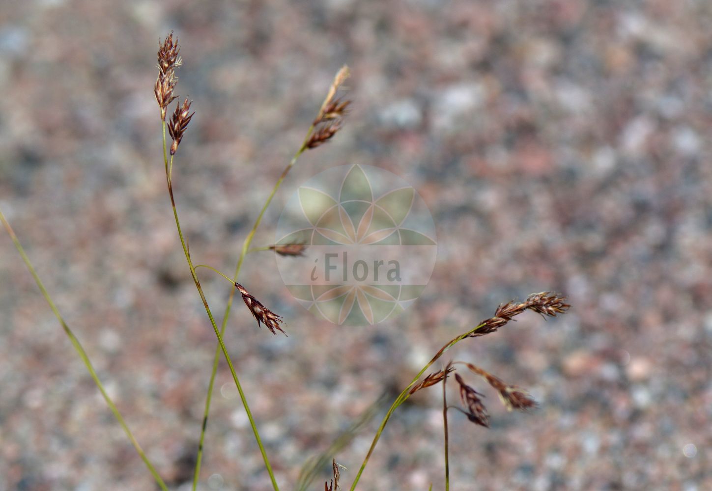 Carex fuliginosa - Cyperaceae,Plantae,Pteridobiotina,Angiosperms,Poales,Cyperaceae,Carex,Carex fuliginosa,Carex frigida, Carex frigida var. fuliginosa, Carex frigida var. huebneri, Carex fuliginosa f. ochrostachys, Carex fuliginosa subsp. misandra, Carex fuliginosa subsp. pronella, Carex fuliginosa var. misandra, Carex misandra, Carex misandra f. flavida, Carex misandra f. ochrolochin, Carex misandra var. elatior,Ruß-Segge;carex fuligineux;red-brown sedge;shortleaved sedge;laîche fuligineuse;carice fulliginosa;sotstarr;turzyca przydymiona;sajasti šaš;осока темно-бура;тъмнокафява острица;dubbestorr;тамносмеђа оштрица