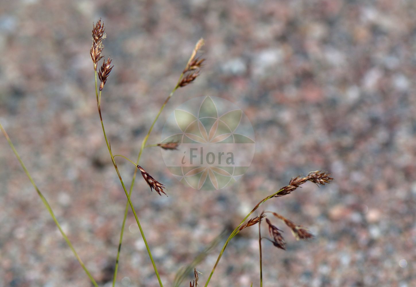 Foto von Carex fuliginosa (Ruß-Segge - Red-brown Sedge). Das Bild zeigt Blatt, Bluete und Frucht. Das Foto wurde in Uppsala, Schweden aufgenommen. ---- Photo of Carex fuliginosa (Ruß-Segge - Red-brown Sedge). The image is showing leaf, flower and fruit. The picture was taken in Uppsala, Sweden.(Carex fuliginosa,Ruß-Segge,Red-brown Sedge,Carex fuliginosa,Russ-Segge,Red-brown Sedge,Shortleaved Sedge,Carex,Segge,Sedge,Cyperaceae,Sauergräser,Sedge family,Blatt,Bluete,Frucht,leaf,flower,fruit)