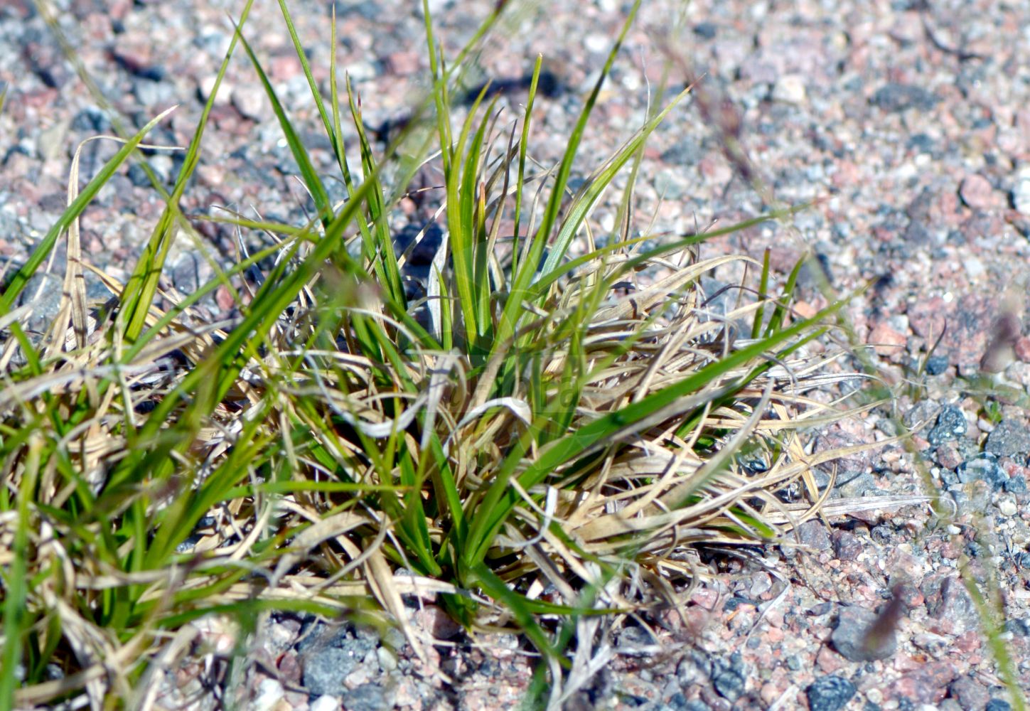 Foto von Carex fuliginosa (Ruß-Segge - Red-brown Sedge). Das Bild zeigt Blatt, Bluete und Frucht. Das Foto wurde in Uppsala, Schweden aufgenommen. ---- Photo of Carex fuliginosa (Ruß-Segge - Red-brown Sedge). The image is showing leaf, flower and fruit. The picture was taken in Uppsala, Sweden.(Carex fuliginosa,Ruß-Segge,Red-brown Sedge,Carex fuliginosa,Russ-Segge,Red-brown Sedge,Shortleaved Sedge,Carex,Segge,Sedge,Cyperaceae,Sauergräser,Sedge family,Blatt,Bluete,Frucht,leaf,flower,fruit)