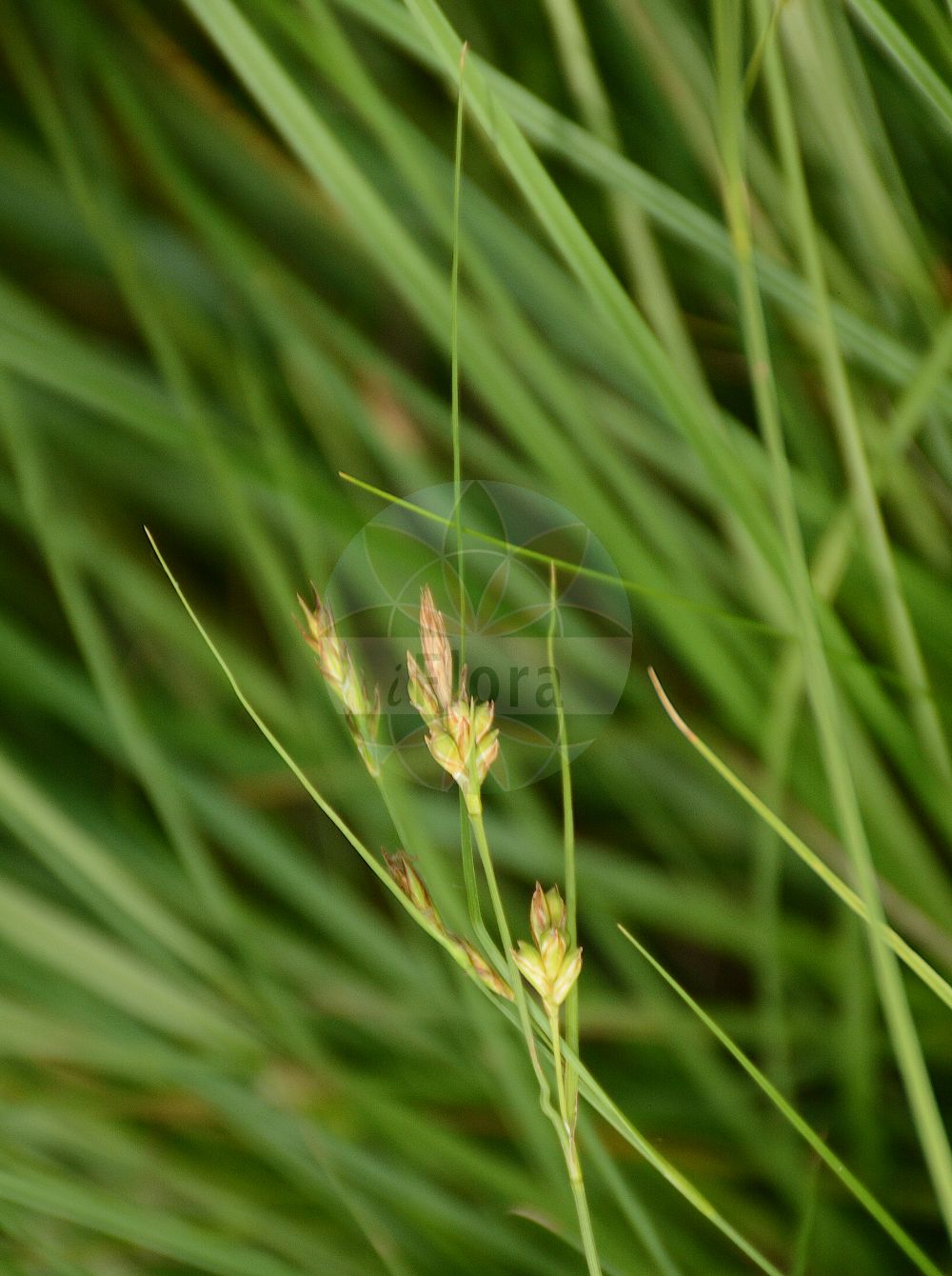 Carex halleriana - Cyperaceae,Plantae,Pteridobiotina,Angiosperms,Poales,Cyperaceae,Carex,Carex halleriana,Carex allorgei, Carex alpestris, Carex diversiflora, Carex gynobasis, Carex gynobasis, Carex gynobasis var. occultata, Carex halleriana f. lerinensis, Carex halleriana f. occultata, Carex halleriana f. pedunculata, Carex halleriana var. bracteosa, Carex halleriana var. lerinensis, Carex halleriana var. occultata, Carex halleriana var. occultata, Carex halleriana var. peduncularis, Carex halleriana var. thymicola, Carex ptychocarpa, Carex rhizantha, Carex tenuifolia, Olotrema gynobasis, Sparganium tenuifolium,Grundblütige Segge;Grundstielige Segge;Hallers Segge;haller's sedge;Laîche de Haller;barba de cabra;lastoncillo;Carice di Haller;kaba ayakotu;presje;Hallerov šaš;hallerjev šaš;sziklai sás;осока галлера;Халерова острица;халеријева оштрица;karich namuch;כָּרִיךְ נָמוּךְ