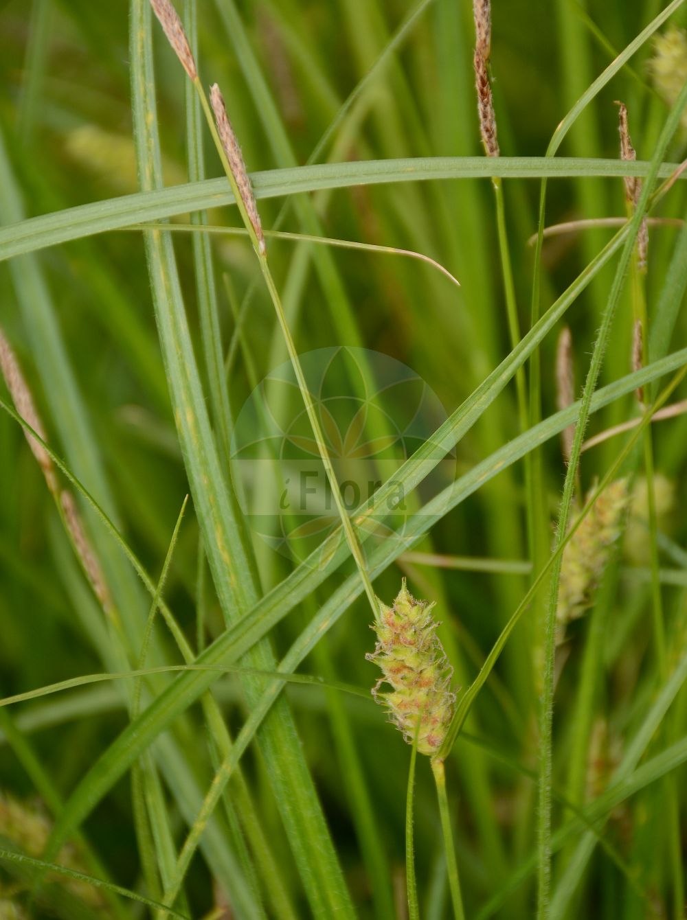 Foto von Carex hirta (Behaarte Segge - Hairy Sedge). Das Bild zeigt Blatt, Bluete und Frucht. Das Foto wurde in Jardin des Plantes, Paris, Frankreich aufgenommen. ---- Photo of Carex hirta (Behaarte Segge - Hairy Sedge). The image is showing leaf, flower and fruit. The picture was taken in Jardin des Plantes, Paris, France.(Carex hirta,Behaarte Segge,Hairy Sedge,Carex hirta,Carex hirta subsp. hirtiformis,Behaarte Segge,Raue Segge,Hairy Sedge,Hammer Sedge,Carex,Segge,Sedge,Cyperaceae,Sauergräser,Sedge family,Blatt,Bluete,Frucht,leaf,flower,fruit)