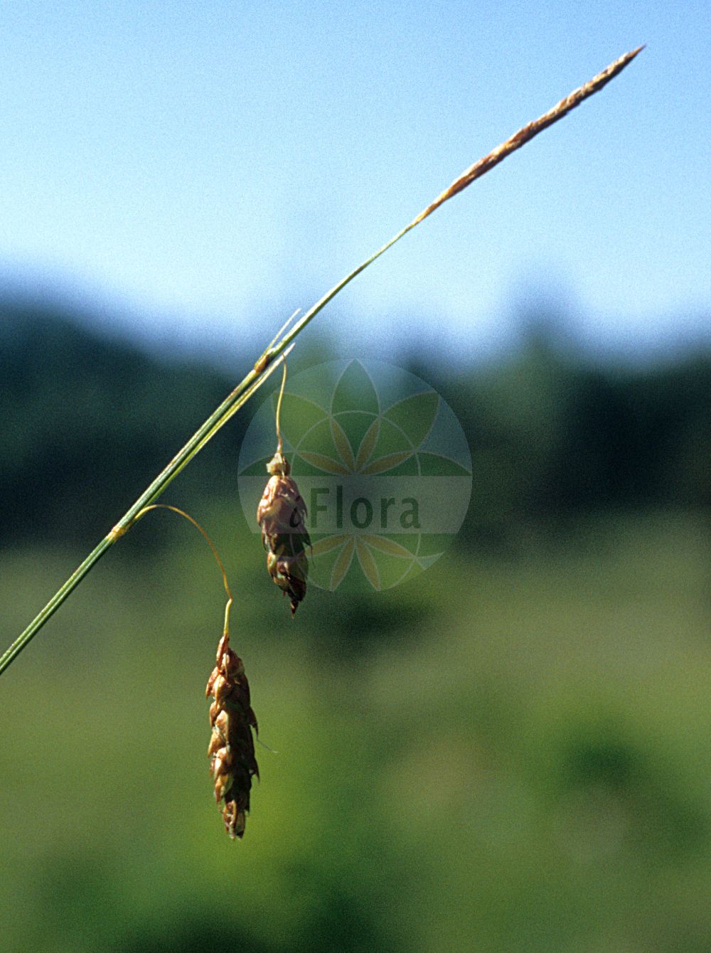 Foto von Carex limosa (Schlamm-Segge - Bog-Sedge). Das Bild zeigt Bluete und Frucht. ---- Photo of Carex limosa (Schlamm-Segge - Bog-Sedge). The image is showing flower and fruit.(Carex limosa,Schlamm-Segge,Bog-Sedge,Carex limosa,Schlamm-Segge,Bog-Sedge,Mud Sedge,Carex,Segge,Sedge,Cyperaceae,Sauergräser,Sedge family,Bluete,Frucht,flower,fruit)