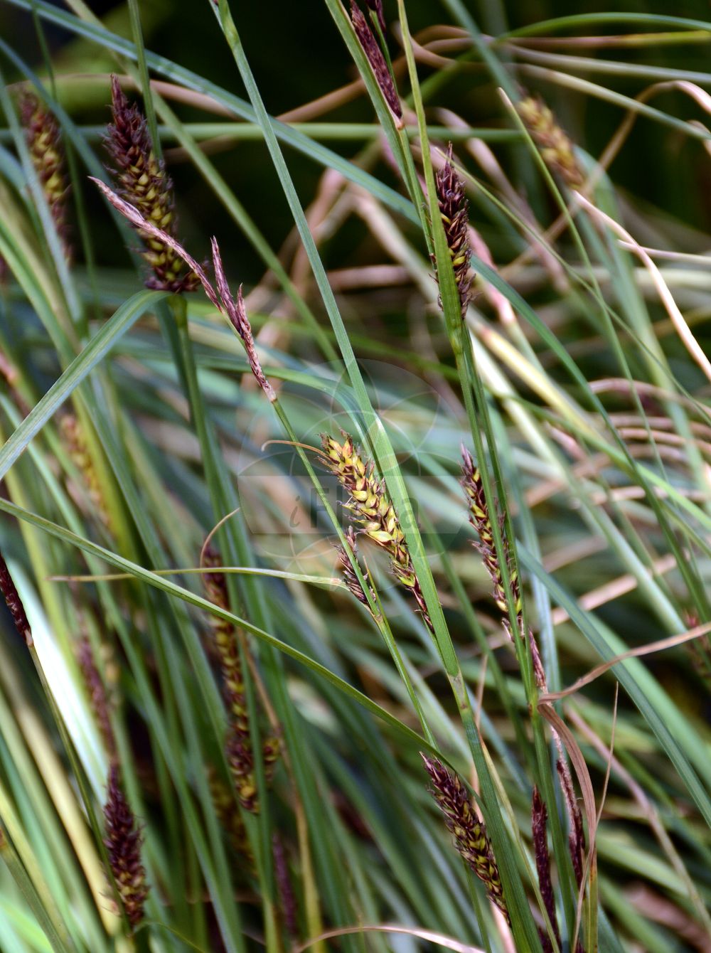 Foto von Carex melanostachya (Schwarzährige Segge - Nodding Pond Sedge). Das Bild zeigt Blatt, Bluete und Frucht. Das Foto wurde in Lyon, Auvergne-Rhône-Alpes, Frankreich aufgenommen. ---- Photo of Carex melanostachya (Schwarzährige Segge - Nodding Pond Sedge). The image is showing leaf, flower and fruit. The picture was taken in Lyon, Auvergne-Rhône-Alpes, France.(Carex melanostachya,Schwarzährige Segge,Nodding Pond Sedge,Carex melanostachya,Carex nutans,Schwarzaehrige Segge,Nickende Segge,Nodding Pond Sedge,Great Plains Sedge,Carex,Segge,Sedge,Cyperaceae,Sauergräser,Sedge family,Blatt,Bluete,Frucht,leaf,flower,fruit)