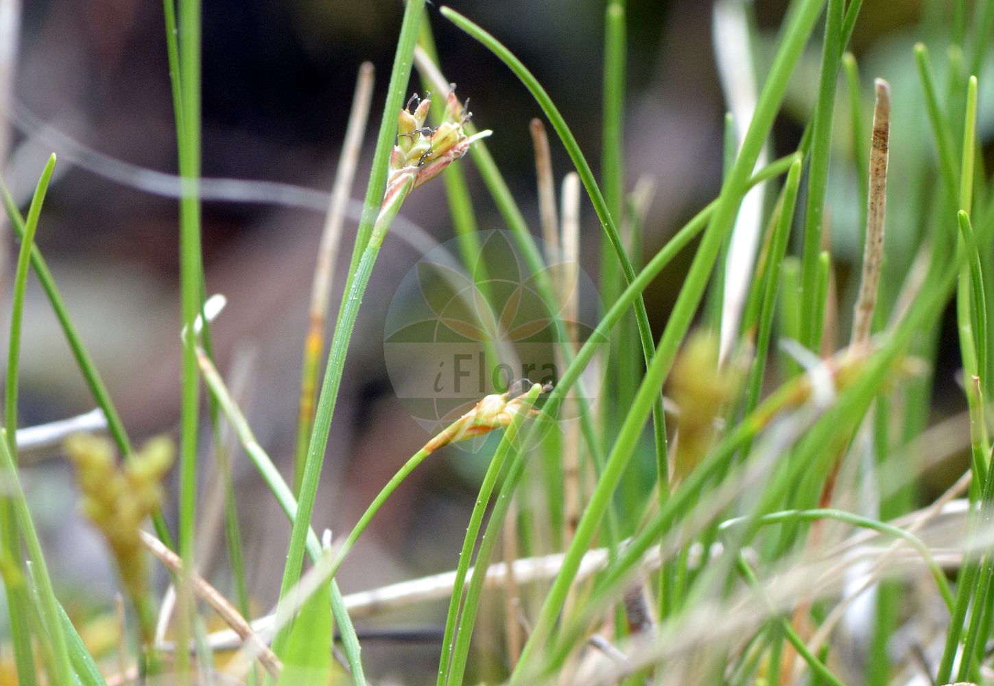 Foto von Carex mucronata (Stachelspitzige Segge - Peaked Sedge). Das Bild zeigt Blatt und Bluete. Das Foto wurde in München, Bayern, Deutschland aufgenommen. ---- Photo of Carex mucronata (Stachelspitzige Segge - Peaked Sedge). The image is showing leaf and flower. The picture was taken in Munich, Bavaria, Germany.(Carex mucronata,Stachelspitzige Segge,Peaked Sedge,Carex mucronata,Stachelspitzige Segge,Peaked Sedge,Carex,Segge,Sedge,Cyperaceae,Sauergräser,Sedge family,Blatt,Bluete,leaf,flower)