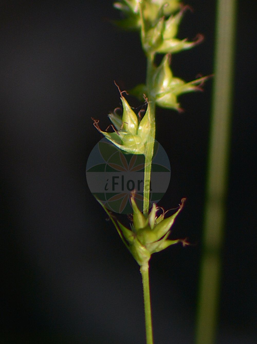 Foto von Carex divulsa (Unterbrochenährige Segge - Grey Sedge). Das Bild zeigt Bluete und Frucht. Das Foto wurde in Kiel, Schleswig-Holstein, Deutschland aufgenommen. ---- Photo of Carex divulsa (Unterbrochenährige Segge - Grey Sedge). The image is showing flower and fruit. The picture was taken in Kiel, Schleswig-Holstein, Germany.(Carex divulsa,Unterbrochenährige Segge,Grey Sedge,Carex divulsa,Vignea divulsa,Unterbrochenaehrige Segge,Lockeraehrige Segge,Vielblatt-Segge,Grey Sedge,Gray Sedge,Grassland Sedge,Carex,Segge,Sedge,Cyperaceae,Sauergräser,Sedge family,Bluete,Frucht,flower,fruit)