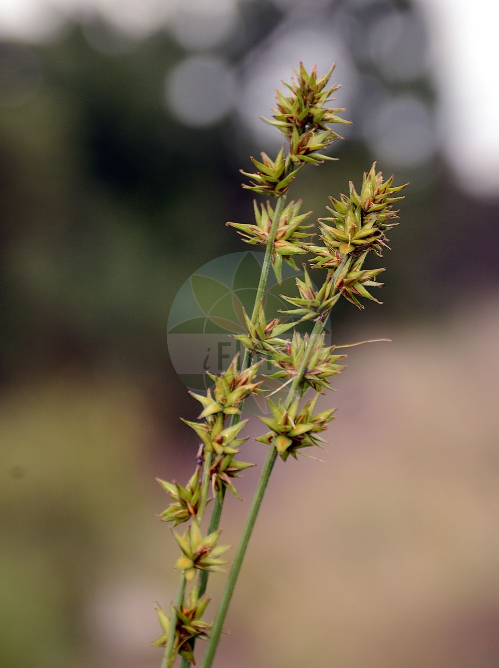 Foto von Carex spicata (Dichtährige Segge - Spiked Sedge). Das Bild zeigt Bluete und Frucht. Das Foto wurde in Jardin des Plantes, Paris, Frankreich aufgenommen. ---- Photo of Carex spicata (Dichtährige Segge - Spiked Sedge). The image is showing flower and fruit. The picture was taken in Jardin des Plantes, Paris, France.(Carex spicata,Dichtährige Segge,Spiked Sedge,Carex contigua,Carex spicata,Vignea spicata,Dichtaehrige Segge,Spiked Sedge,Prickly Sedge,Carex,Segge,Sedge,Cyperaceae,Sauergräser,Sedge family,Bluete,Frucht,flower,fruit)