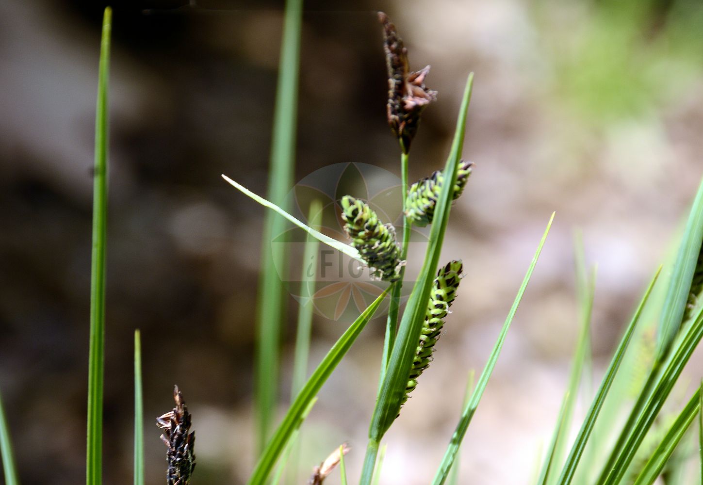 Foto von Carex nigra (Wiesen-Segge - Common Sedge). Das Bild zeigt Bluete und Frucht. Das Foto wurde in Dijon, Burgund, Frankreich aufgenommen. ---- Photo of Carex nigra (Wiesen-Segge - Common Sedge). The image is showing flower and fruit. The picture was taken in Dijon, Burgundy, France.(Carex nigra,Wiesen-Segge,Common Sedge,Carex fusca,Carex goodenowii,Carex intricata,Carex juncella,Carex nigra,Carex stolonifera,Carex transcaucasica,Carex vulgaris,Carex wiluica,Wiesen-Segge,Braune Segge,Common Sedge,Small-flowered Sedge,Smooth Black Sedge,Carex,Segge,Sedge,Cyperaceae,Sauergräser,Sedge family,Bluete,Frucht,flower,fruit)