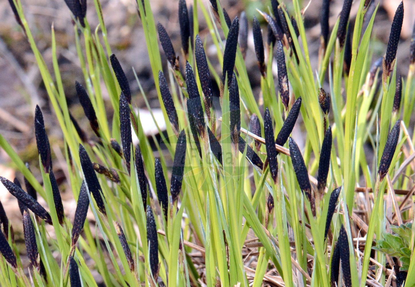 Foto von Carex nigra (Wiesen-Segge - Common Sedge). Das Bild zeigt Blatt, Bluete und Frucht. Das Foto wurde in Frankfurt, Hessen, Deutschland aufgenommen. ---- Photo of Carex nigra (Wiesen-Segge - Common Sedge). The image is showing leaf, flower and fruit. The picture was taken in Frankfurt, Hesse, Germany.(Carex nigra,Wiesen-Segge,Common Sedge,Carex fusca,Carex goodenowii,Carex intricata,Carex juncella,Carex nigra,Carex stolonifera,Carex transcaucasica,Carex vulgaris,Carex wiluica,Wiesen-Segge,Braune Segge,Common Sedge,Small-flowered Sedge,Smooth Black Sedge,Carex,Segge,Sedge,Cyperaceae,Sauergräser,Sedge family,Blatt,Bluete,Frucht,leaf,flower,fruit)