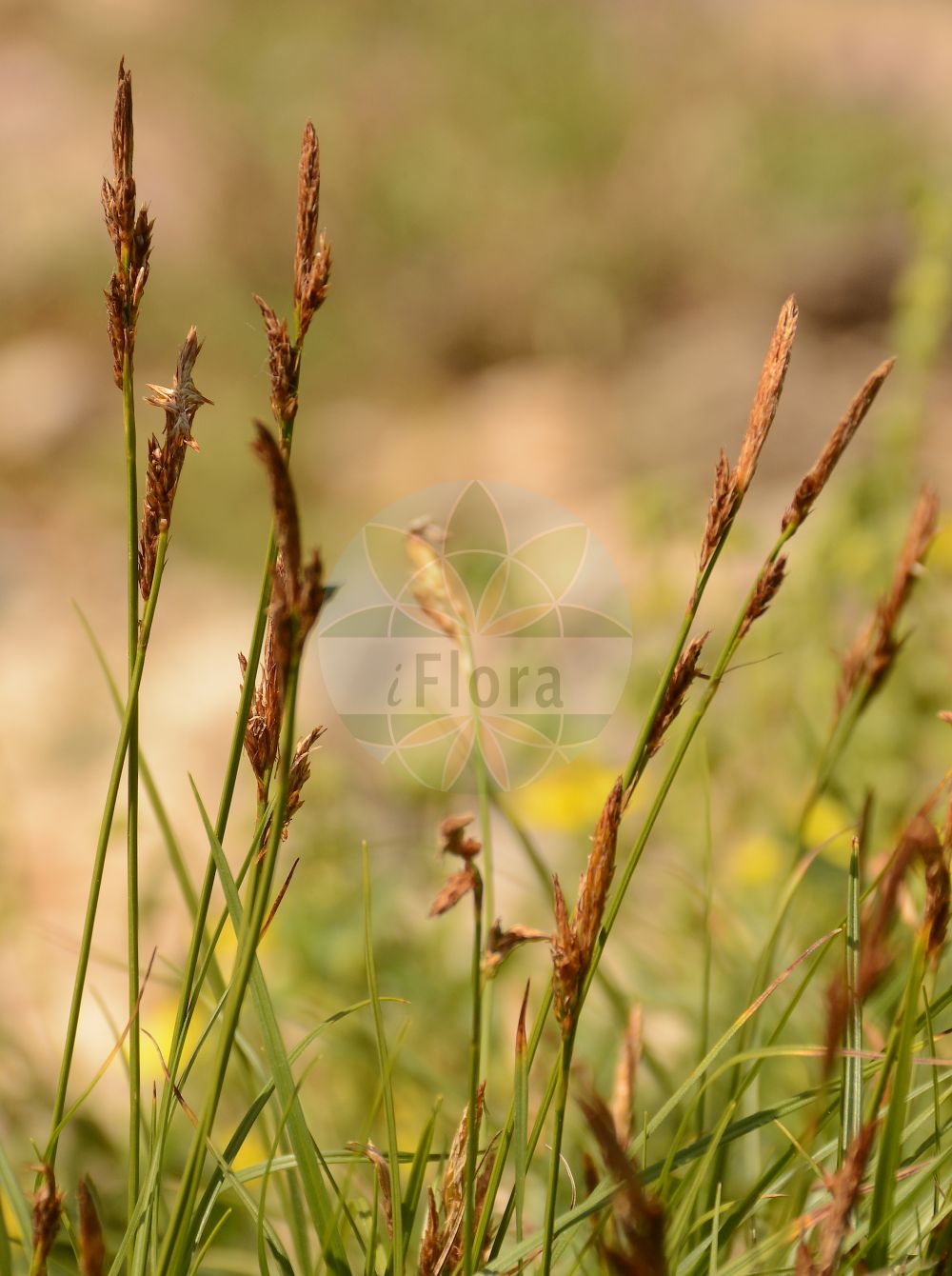 Foto von Carex ornithopoda (Vogelfuß-Segge - Bird's-foot Sedge). Das Bild zeigt Blatt, Bluete und Frucht. Das Foto wurde in Lyon, Auvergne-Rhône-Alpes, Frankreich aufgenommen. ---- Photo of Carex ornithopoda (Vogelfuß-Segge - Bird's-foot Sedge). The image is showing leaf, flower and fruit. The picture was taken in Lyon, Auvergne-Rhône-Alpes, France.(Carex ornithopoda,Vogelfuß-Segge,Bird's-foot Sedge,Carex ornithopoda,Carex ornithopodioides,Vogelfuss-Segge,Alpen-Vogelfusssegge,Gewoehnliche Vogelfuss-Segge,Bird's-foot Sedge,Carex,Segge,Sedge,Cyperaceae,Sauergräser,Sedge family,Blatt,Bluete,Frucht,leaf,flower,fruit)