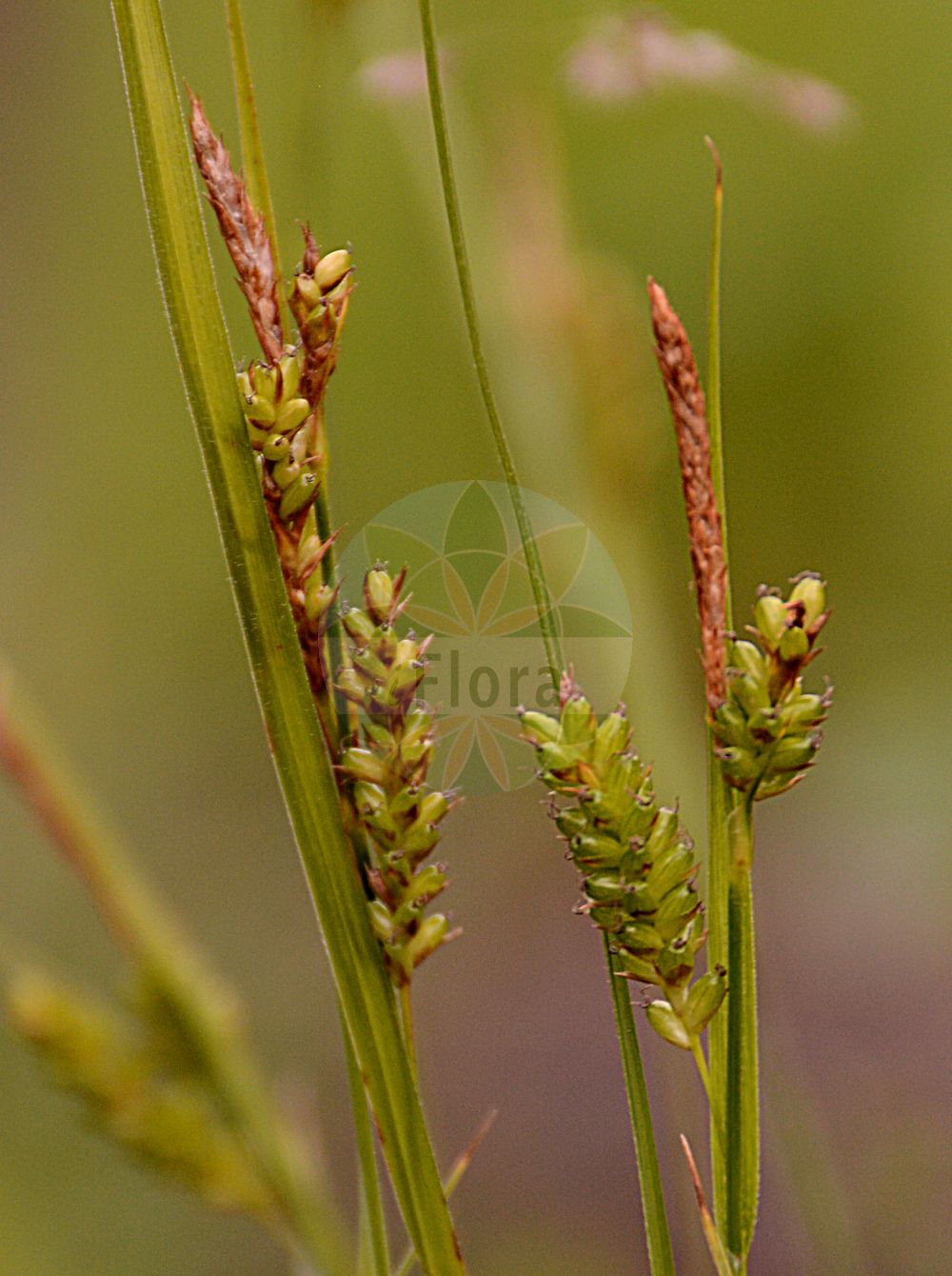 Carex pallescens - Cyperaceae,Plantae,Pteridobiotina,Angiosperms,Poales,Cyperaceae,Carex,Carex pallescens,Carex chalcodeta, Carex leucantha, Carex microstoma, Carex pallescens f. alpestris, Carex pallescens f. brevibracteata, Carex pallescens f. cylindrica, Carex pallescens f. elatior, Carex pallescens f. glaberrima, Carex pallescens f. pygmaea, Carex pallescens subvar. macrocarpa, Carex pallescens var. alpestris, Carex pallescens var. chalcodeta, Carex pallescens var. leucantha, Carex pallescens var. luxuriosa, Carex pallescens var. macrocarpa, Carex pallescens var. neogaea, Carex pallescens var. orophila, Carex pallescens var. subglabra, Carex pallescens var. subsilvatica, Carex pallescens var. undulata, Carex pallescens var. undulata, Carex pallida, Carex tymphaea, Carex undulata, Trasus pallescens,Bleiche Segge;Bleich-Segge;pale sedge;carex pâle;Laîche pâle;laiche pâle;Carice pallida;carice verde-pallida;bleke zegge;осока бледноватая;soluksaparna;presje;càrex pal·lescent;bljedoliki šaš;blekstarr;bleg star;turzyca blada;bledi šaš;sápadt sás;ostřice bledavá;ostrica bledá;осока бліда;бледа острица;kahkjas tarn;bālganais grīslis;bleikstorr;kalvassara;бледа оштрица;balsvoji viksva