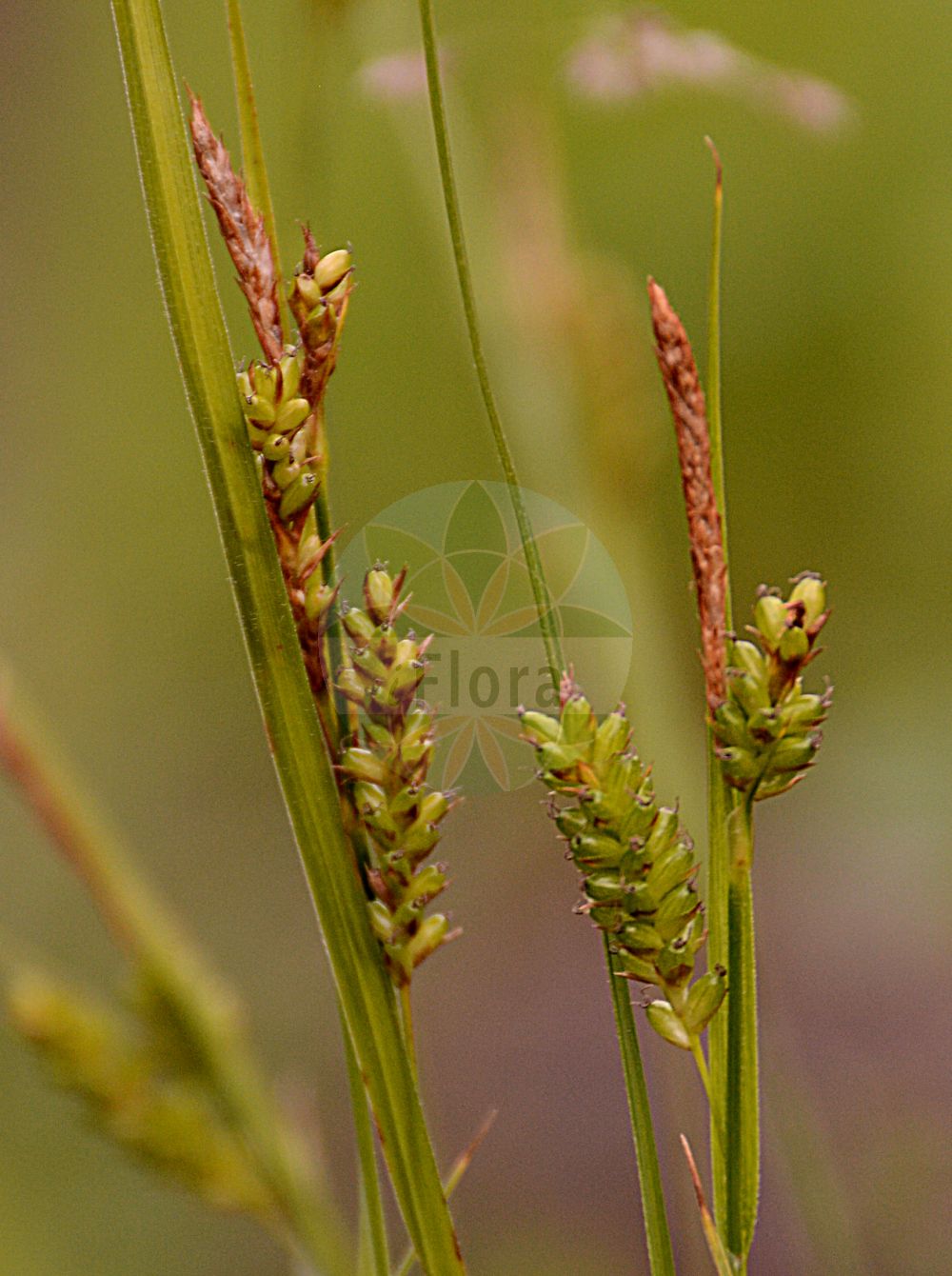 Foto von Carex pallescens (Bleiche Segge - Pale Sedge). Das Bild zeigt Bluete und Frucht. Das Foto wurde in Bremen, Deutschland aufgenommen. ---- Photo of Carex pallescens (Bleiche Segge - Pale Sedge). The image is showing flower and fruit. The picture was taken in Bremen, Germany.(Carex pallescens,Bleiche Segge,Pale Sedge,Carex chalcodeta,Carex pallescens,Carex pallescens var. chalcoleta,Bleiche Segge,Pale Sedge,Carex,Segge,Sedge,Cyperaceae,Sauergräser,Sedge family,Bluete,Frucht,flower,fruit)