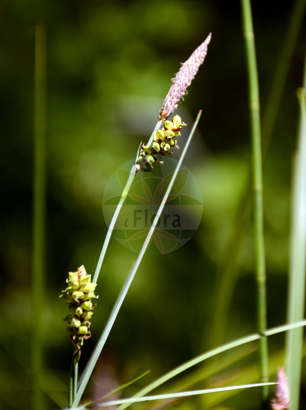 Foto von Carex panicea (Hirse-Segge - Carnation Sedge). Das Bild zeigt Bluete und Frucht. Das Foto wurde in Besancon, Bourgogne-Franche-Comté (Präfektur), Frankreich aufgenommen. ---- Photo of Carex panicea (Hirse-Segge - Carnation Sedge). The image is showing flower and fruit. The picture was taken in Besançon, Bourgogne-Franche-Comté.(Carex panicea,Hirse-Segge,Carnation Sedge,Carex panicea,Carex panicea subsp. dalmatica,Hirse-Segge,Carnation Sedge,Carnation Grass,Grass-like Sedge,Carex,Segge,Sedge,Cyperaceae,Sauergräser,Sedge family,Bluete,Frucht,flower,fruit)