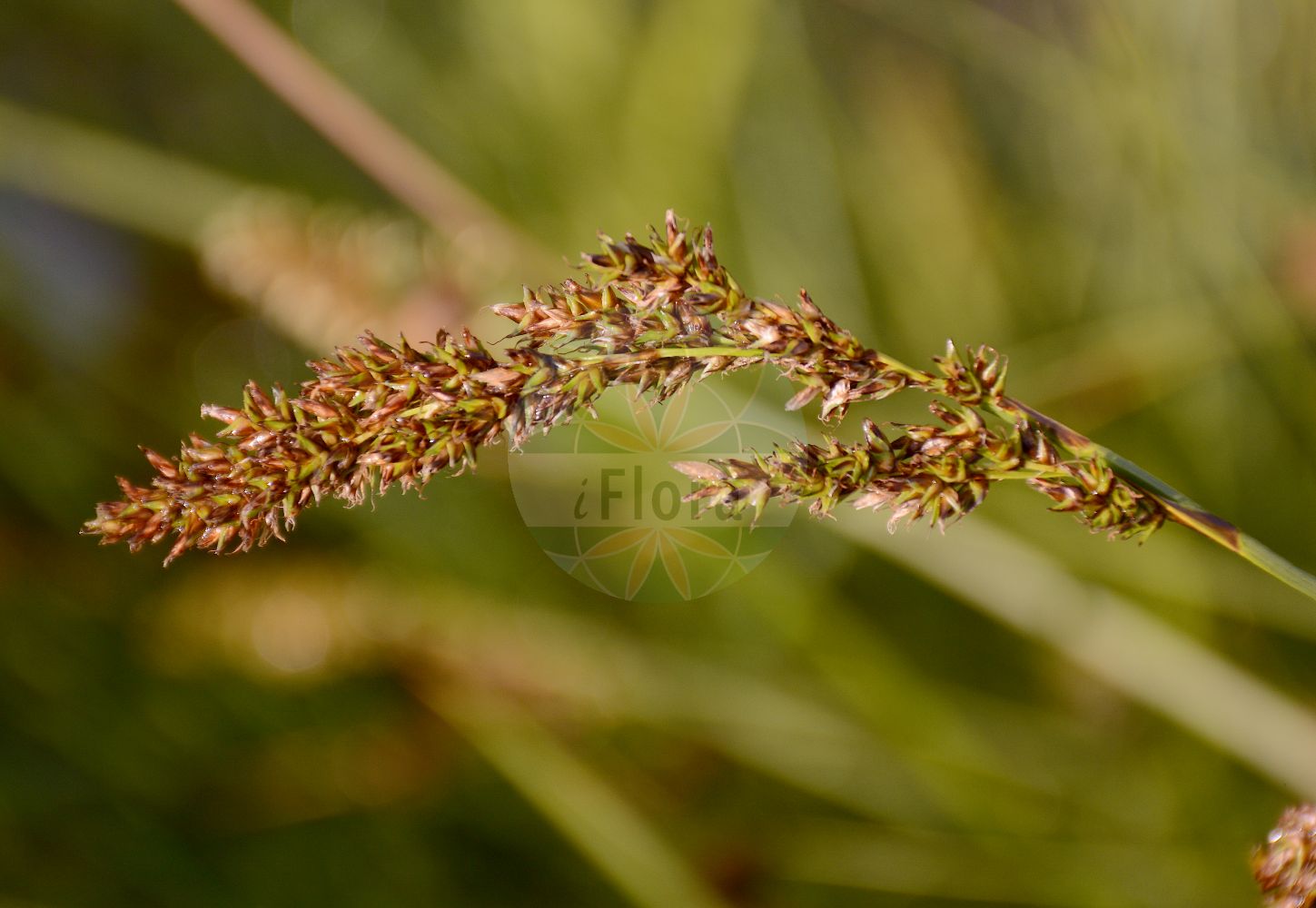 Foto von Carex paniculata (Rispen-Segge - Greater Tussock-Sedge). Das Bild zeigt Bluete und Frucht. Das Foto wurde in Wilhelmshaven, Niedersachsen, Deutschland aufgenommen. ---- Photo of Carex paniculata (Rispen-Segge - Greater Tussock-Sedge). The image is showing flower and fruit. The picture was taken in Wilhelmshaven, Lower Saxony, Germany.(Carex paniculata,Rispen-Segge,Greater Tussock-Sedge,Carex paniculata,Vignea paniculata,Rispen-Segge,Greater Tussock-Sedge,Panicled Sedge,Tussock Sedge,Carex,Segge,Sedge,Cyperaceae,Sauergräser,Sedge family,Bluete,Frucht,flower,fruit)