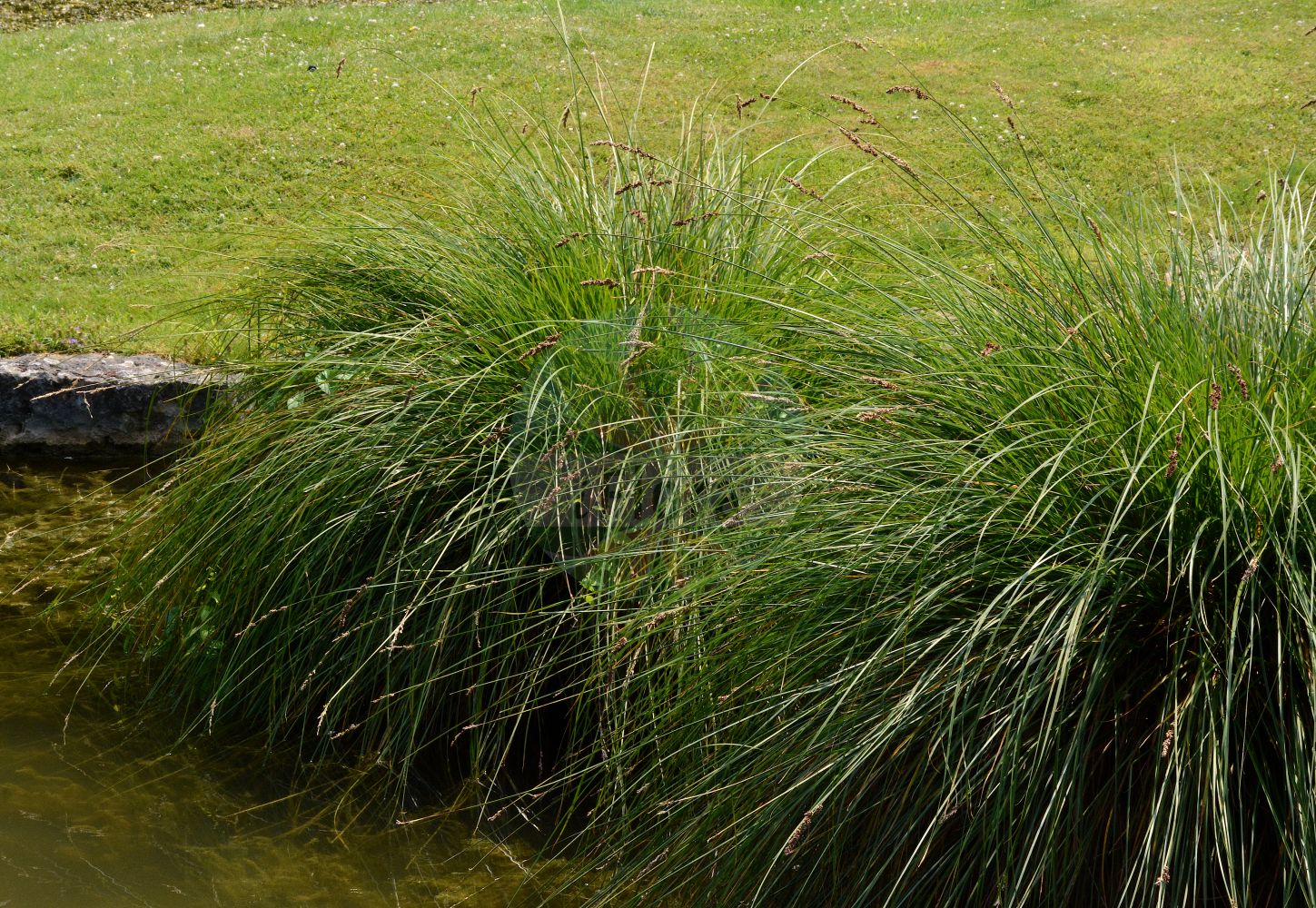 Foto von Carex paniculata (Rispen-Segge - Greater Tussock-Sedge). Das Bild zeigt Blatt. Das Foto wurde in Bonn, Nordrhein-Westfalen, Deutschland aufgenommen. ---- Photo of Carex paniculata (Rispen-Segge - Greater Tussock-Sedge). The image is showing leaf. The picture was taken in Bonn, North Rhine-Westphalia, Germany.(Carex paniculata,Rispen-Segge,Greater Tussock-Sedge,Carex paniculata,Vignea paniculata,Rispen-Segge,Greater Tussock-Sedge,Panicled Sedge,Tussock Sedge,Carex,Segge,Sedge,Cyperaceae,Sauergräser,Sedge family,Blatt,leaf)