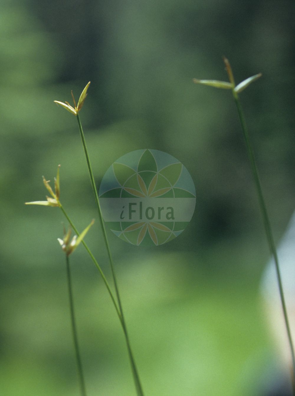 Foto von Carex pauciflora (Armblütige Segge - Few-flowered Sedge). Das Bild zeigt Bluete und Frucht. ---- Photo of Carex pauciflora (Armblütige Segge - Few-flowered Sedge). The image is showing flower and fruit.(Carex pauciflora,Armblütige Segge,Few-flowered Sedge,Carex pauciflora,Armbluetige Segge,Wenigbluetige Segge,Few-flowered Sedge,Fewflower Sedge,Carex,Segge,Sedge,Cyperaceae,Sauergräser,Sedge family,Bluete,Frucht,flower,fruit)