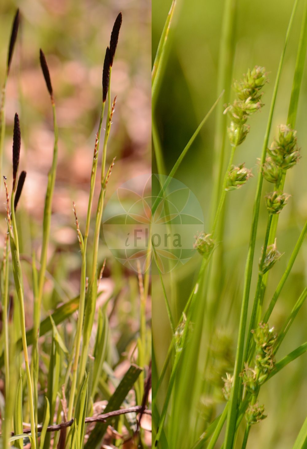 Foto von Carex pilosa (Wimper-Segge - Hairy Sedge). Das Bild zeigt Blatt, Bluete und Frucht. ---- Photo of Carex pilosa (Wimper-Segge - Hairy Sedge). The image is showing leaf, flower and fruit.(Carex pilosa,Wimper-Segge,Hairy Sedge,Carex pilosa,Wimper-Segge,Hairy Sedge,Carex,Segge,Sedge,Cyperaceae,Sauergräser,Sedge family,Blatt,Bluete,Frucht,leaf,flower,fruit)