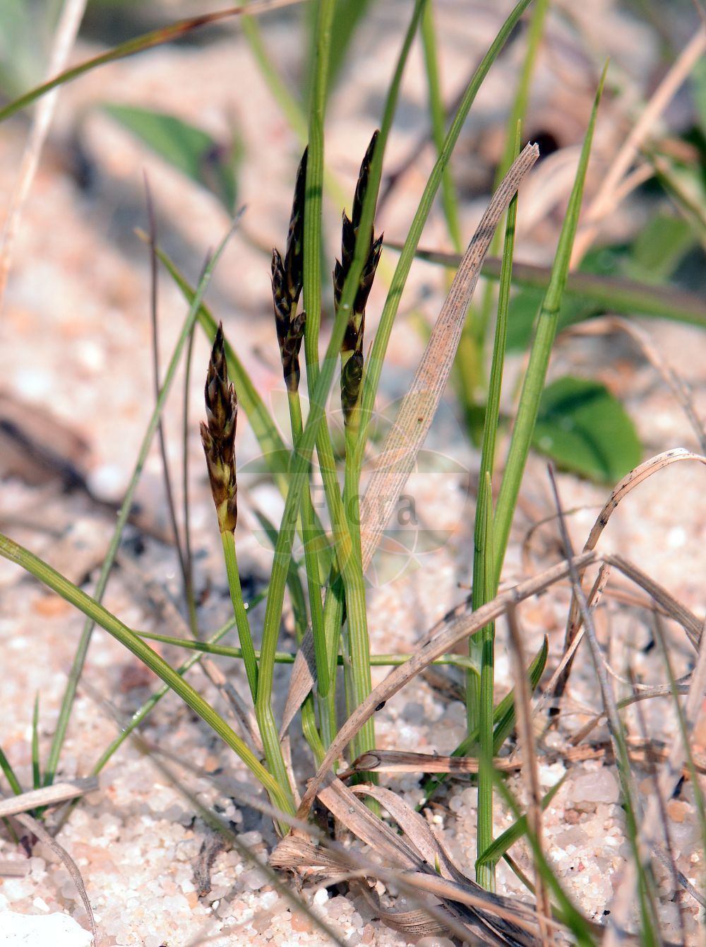 Foto von Carex praecox (Frühe Segge - Spring Sedge). Das Bild zeigt Blatt, Bluete und Frucht. Das Foto wurde in Frankfurt, Hessen, Deutschland aufgenommen. ---- Photo of Carex praecox (Frühe Segge - Spring Sedge). The image is showing leaf, flower and fruit. The picture was taken in Frankfurt, Hesse, Germany.(Carex praecox,Frühe Segge,Spring Sedge,Carex aristata,Carex curvata,Carex praecox,Carex schreberi,Carex velenovskyi,Vignea praecox,Fruehe Segge,Gekruemmte Fruehe Segge,Gekruemmte Segge,Gewoehnliche Fruehe Segge,Spring Sedge,Carex,Segge,Sedge,Cyperaceae,Sauergräser,Sedge family,Blatt,Bluete,Frucht,leaf,flower,fruit)