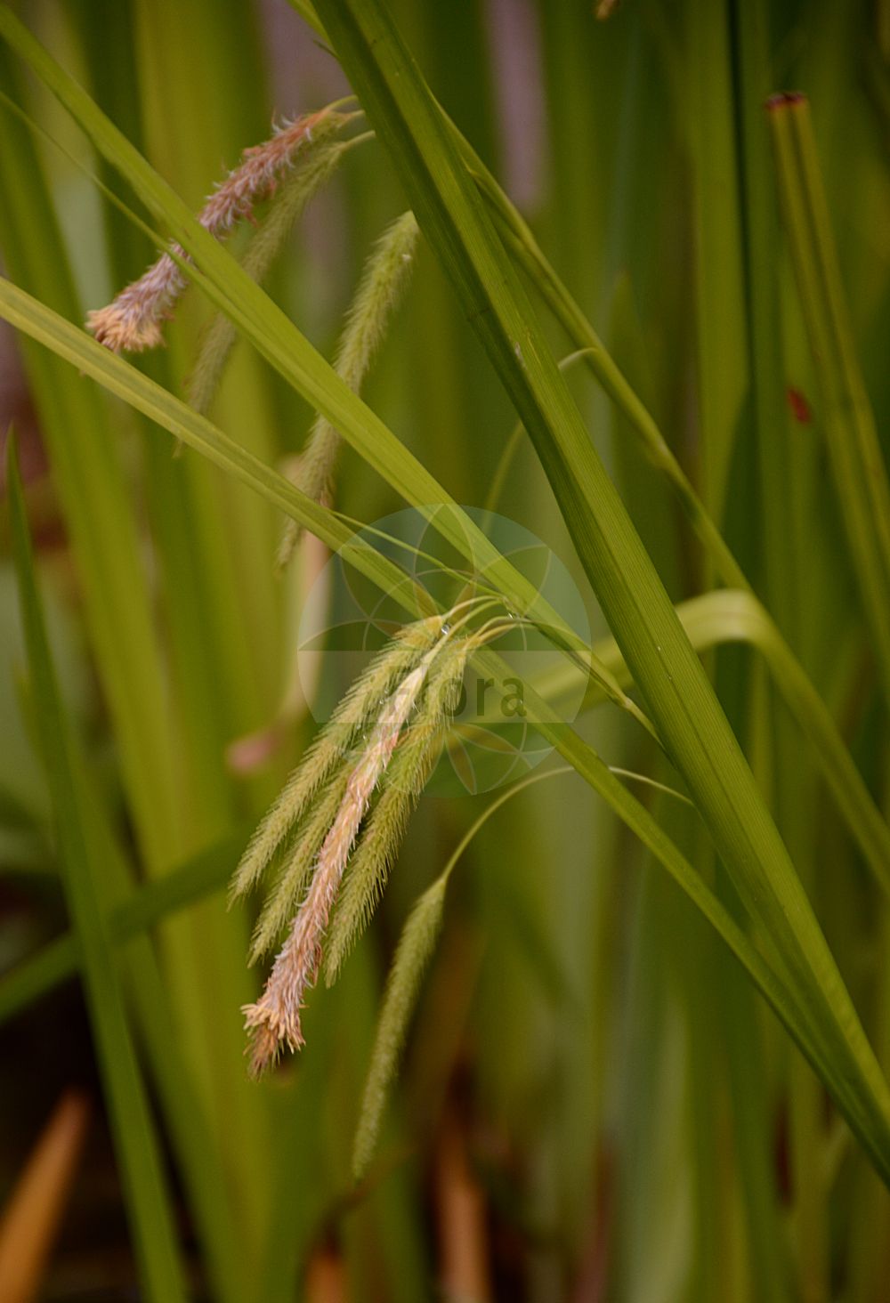 Foto von Carex pseudocyperus (Scheinzypergras-Segge - Cyperus Sedge). Das Bild zeigt Blatt, Bluete und Frucht. Das Foto wurde in Oldenburg, Niedersachsen, Deutschland aufgenommen. ---- Photo of Carex pseudocyperus (Scheinzypergras-Segge - Cyperus Sedge). The image is showing leaf, flower and fruit. The picture was taken in Oldenburg, Lower Saxony, Germany.(Carex pseudocyperus,Scheinzypergras-Segge,Cyperus Sedge,Carex pseudocyperus,Scheinzypergras-Segge,Schein-Zypergras-Segge,Cyperus Sedge,Cypress-like Sedge,Hop Sedge,Carex,Segge,Sedge,Cyperaceae,Sauergräser,Sedge family,Blatt,Bluete,Frucht,leaf,flower,fruit)