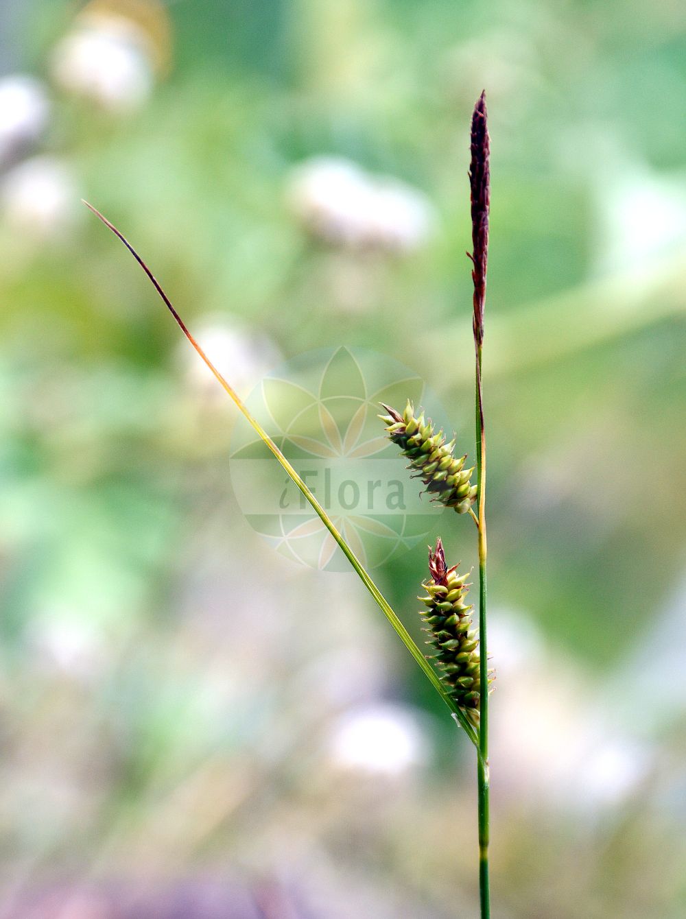 Foto von Carex punctata (Punktierte Segge - Dotted Sedge). Das Bild zeigt Bluete und Frucht. Das Foto wurde in Berlin, Deutschland aufgenommen. ---- Photo of Carex punctata (Punktierte Segge - Dotted Sedge). The image is showing flower and fruit. The picture was taken in Berlin, Germany.(Carex punctata,Punktierte Segge,Dotted Sedge,Carex laevicaulis,Carex punctata,Carex punctata var. laevicaulis,Punktierte Segge,Punkt-Segge,Dotted Sedge,Carex,Segge,Sedge,Cyperaceae,Sauergräser,Sedge family,Bluete,Frucht,flower,fruit)