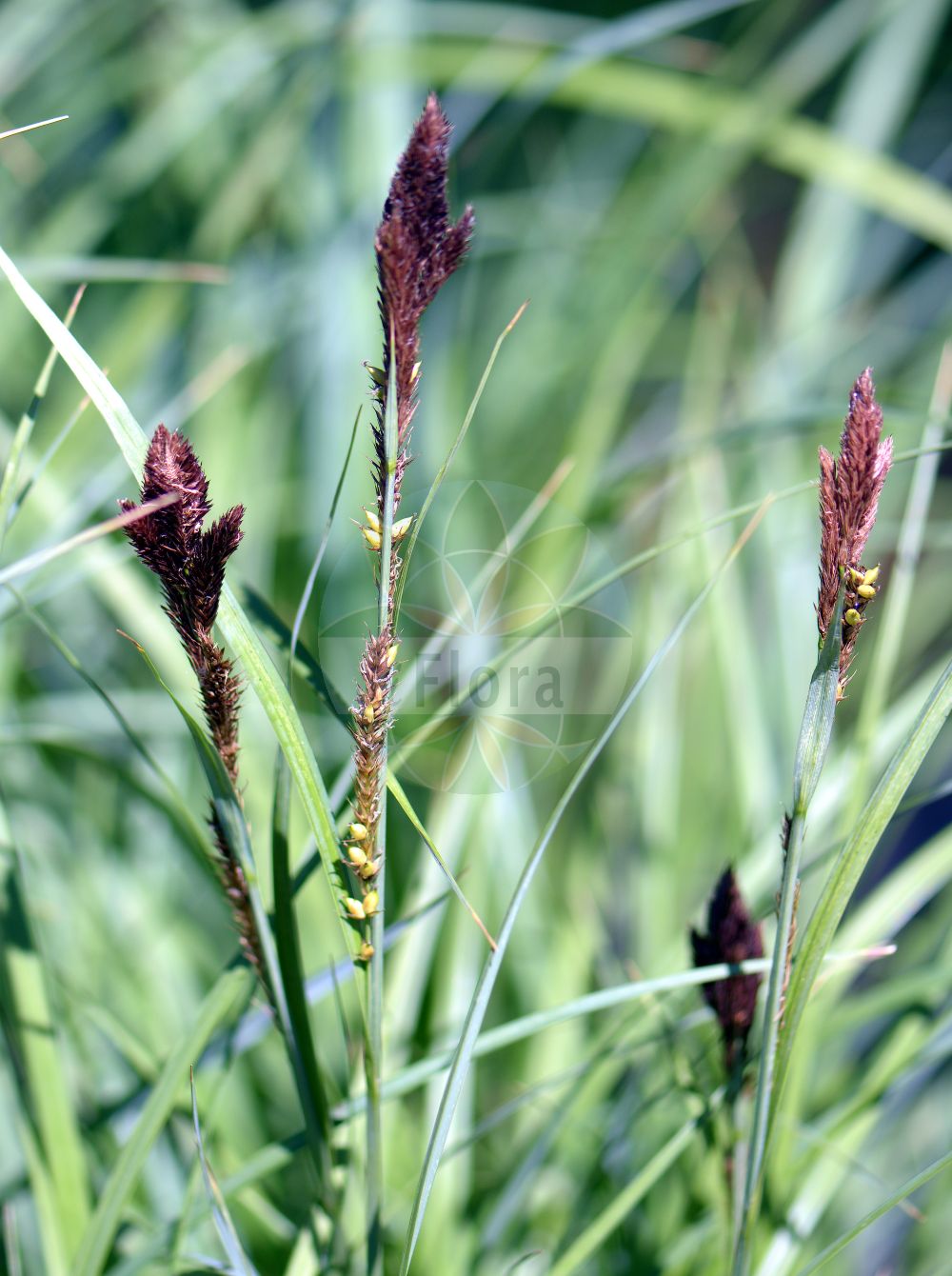 Foto von Carex riparia (Ufer-Segge - Greater Pond-Sedge). Das Bild zeigt Blatt, Bluete und Frucht. Das Foto wurde in Uppsala, Schweden aufgenommen. ---- Photo of Carex riparia (Ufer-Segge - Greater Pond-Sedge). The image is showing leaf, flower and fruit. The picture was taken in Uppsala, Sweden.(Carex riparia,Ufer-Segge,Greater Pond-Sedge,Carex riparia,Ufer-Segge,Greater Pond-Sedge,Hairy Sedge,Shoreline Sedge,Great Pond-Sedge,Streambank Sedge,Carex,Segge,Sedge,Cyperaceae,Sauergräser,Sedge family,Blatt,Bluete,Frucht,leaf,flower,fruit)