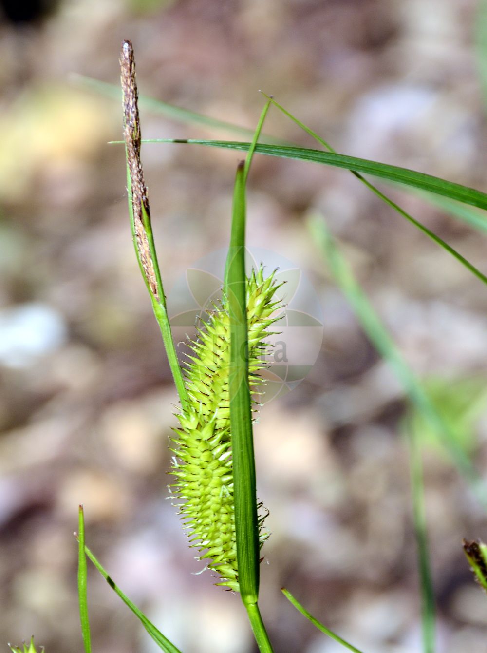 Foto von Carex rostrata (Schnabel-Segge - Bottle Sedge). Das Bild zeigt Bluete und Frucht. Das Foto wurde in Dijon, Burgund, Frankreich aufgenommen. ---- Photo of Carex rostrata (Schnabel-Segge - Bottle Sedge). The image is showing flower and fruit. The picture was taken in Dijon, Burgundy, France.(Carex rostrata,Schnabel-Segge,Bottle Sedge,Carex ampullacea,Carex inflata,Carex rostrata,Schnabel-Segge,Bottle Sedge,Beaked Sedge,Northwest Territory Sedge,Carex,Segge,Sedge,Cyperaceae,Sauergräser,Sedge family,Bluete,Frucht,flower,fruit)