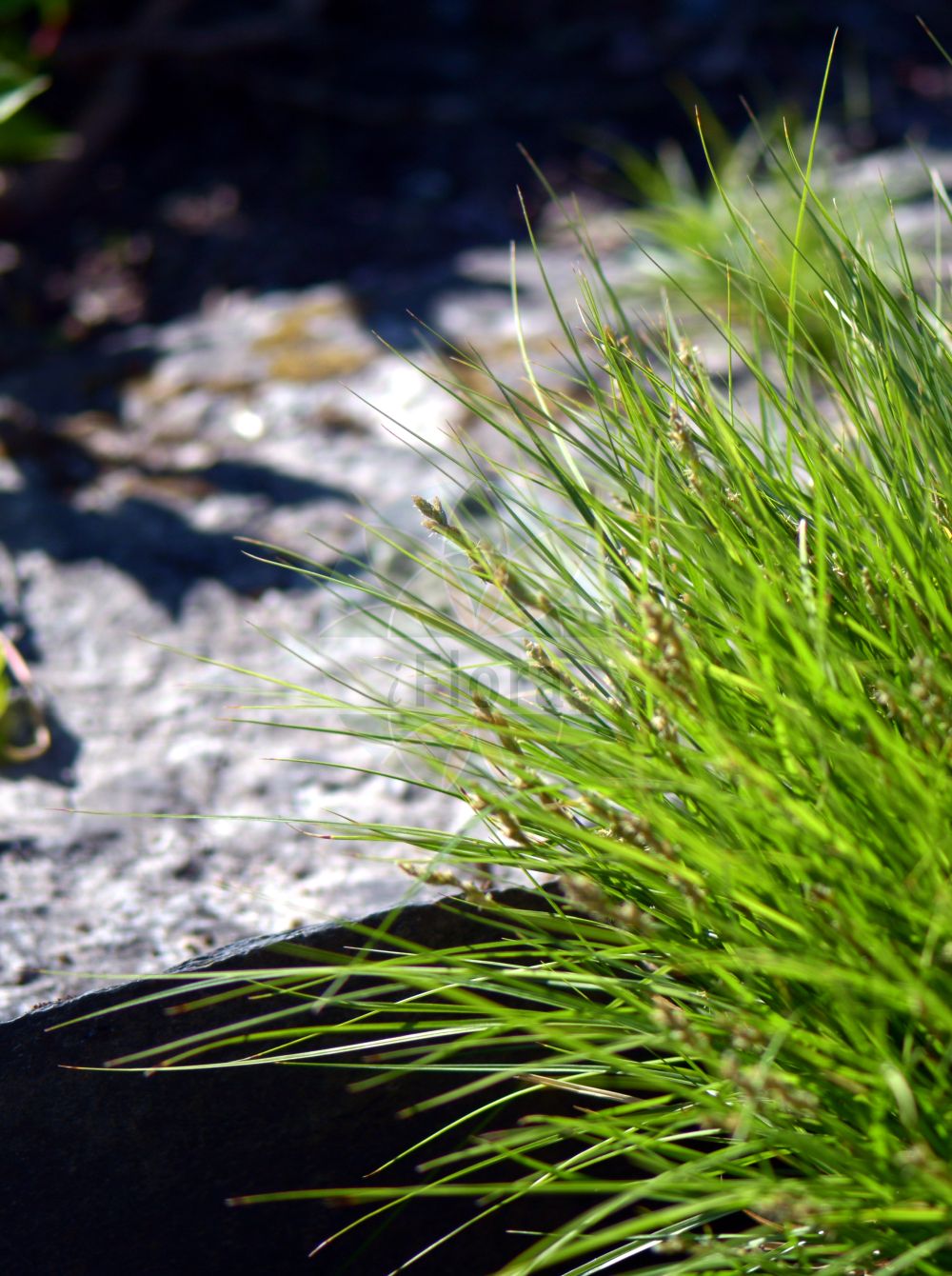 Foto von Carex rupestris (Felsen-Segge - Rock Sedge). Das Bild zeigt Blatt, Bluete und Frucht. Das Foto wurde in Uppsala, Schweden aufgenommen. ---- Photo of Carex rupestris (Felsen-Segge - Rock Sedge). The image is showing leaf, flower and fruit. The picture was taken in Uppsala, Sweden.(Carex rupestris,Felsen-Segge,Rock Sedge,Carex rupestris,Felsen-Segge,Rock Sedge,Curly Sedge,Carex,Segge,Sedge,Cyperaceae,Sauergräser,Sedge family,Blatt,Bluete,Frucht,leaf,flower,fruit)