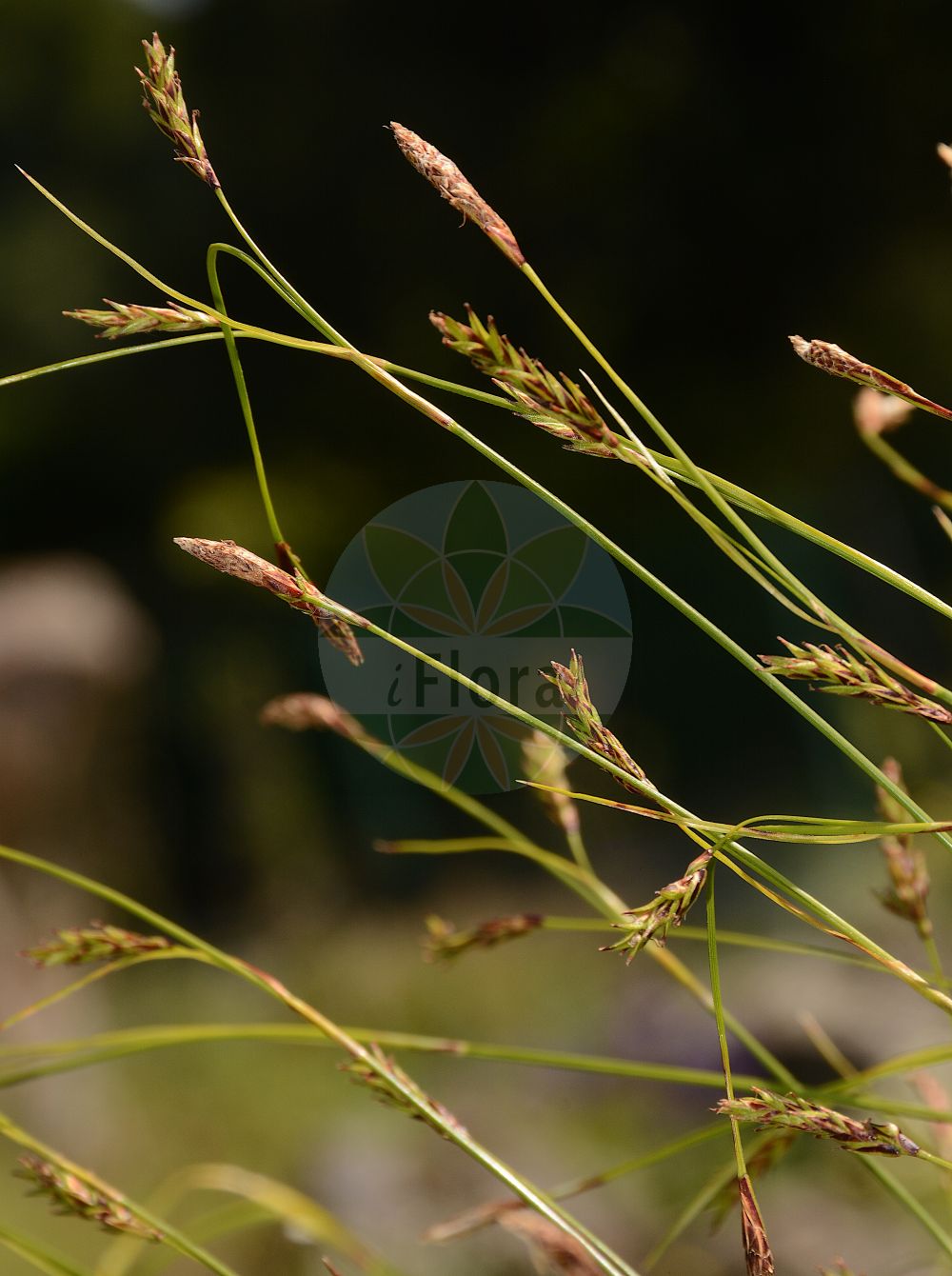 Foto von Carex sempervirens (Horst-Segge - Alpine Tufted Sedge). Das Bild zeigt Blatt, Bluete und Frucht. Das Foto wurde in Lyon, Auvergne-Rhône-Alpes, Frankreich aufgenommen. ---- Photo of Carex sempervirens (Horst-Segge - Alpine Tufted Sedge). The image is showing leaf, flower and fruit. The picture was taken in Lyon, Auvergne-Rhône-Alpes, France.(Carex sempervirens,Horst-Segge,Alpine Tufted Sedge,Carex sempervirens,Horst-Segge,Alpine Tufted Sedge,Evergreen Sedge,Carex,Segge,Sedge,Cyperaceae,Sauergräser,Sedge family,Blatt,Bluete,Frucht,leaf,flower,fruit)