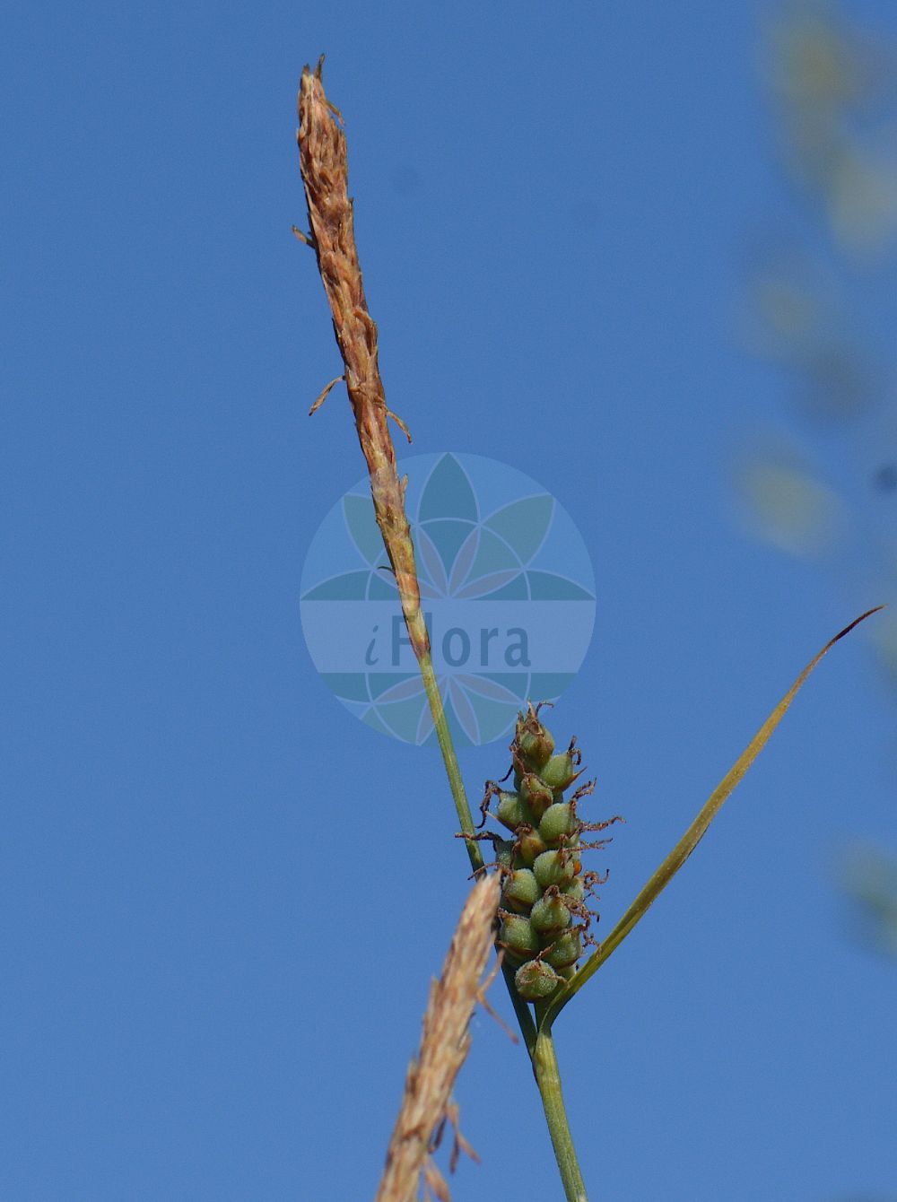 Foto von Carex filiformis (Filz-Segge - Downy-fruited Sedge). Das Foto wurde in Stockholm, Schweden aufgenommen. ---- Photo of Carex filiformis (Filz-Segge - Downy-fruited Sedge). The picture was taken in Stockholm, Sweden.(Carex filiformis,Filz-Segge,Downy-fruited Sedge,Carex filiformis,Carex tomentosa,Carex tomentosa var. lucana,Filz-Segge,Downy-fruited Sedge,Carex,Segge,Sedge,Cyperaceae,Sauergräser,Sedge family)