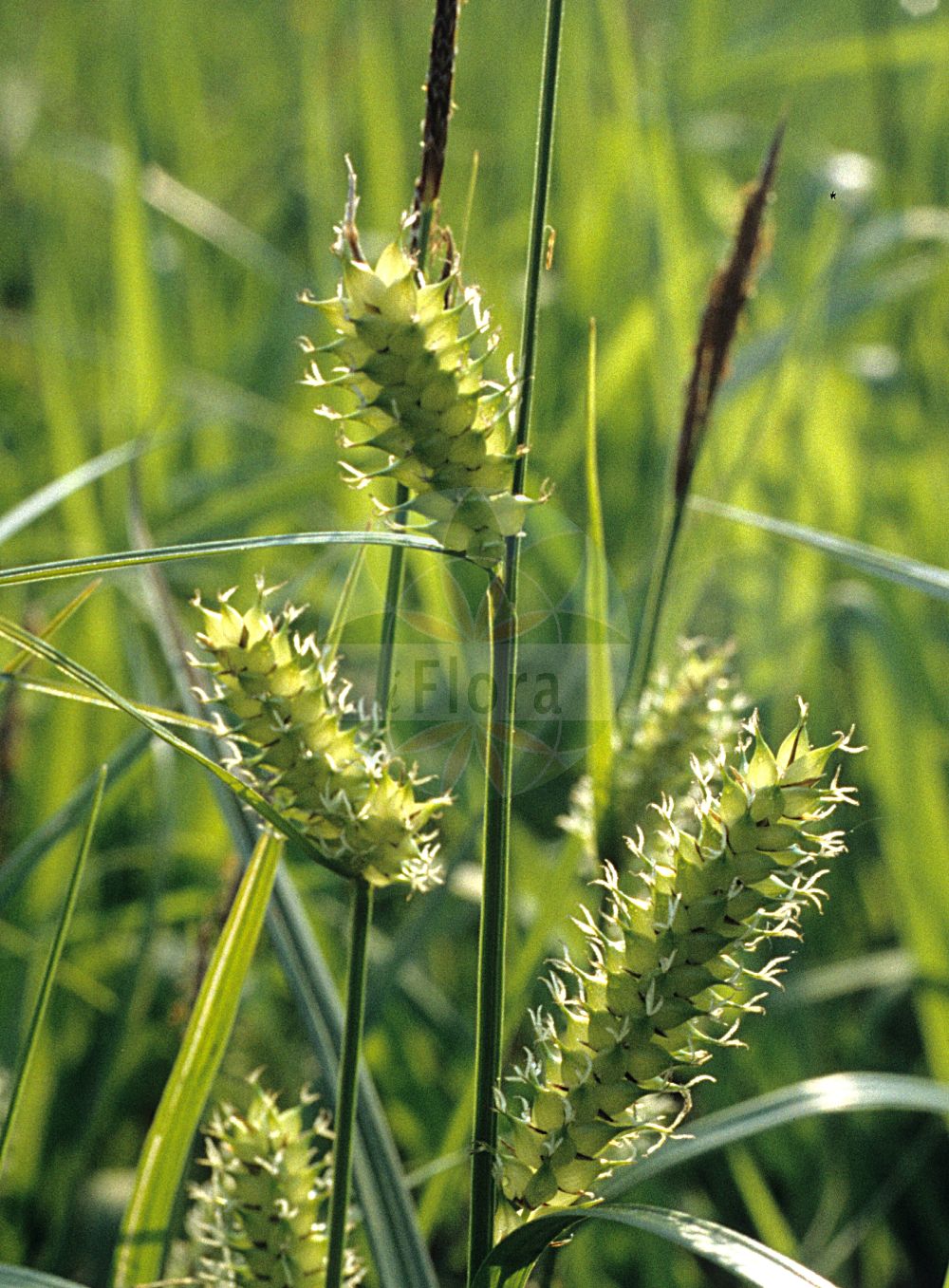 Foto von Carex vesicaria (Blasen-Segge - Bladder-Sedge). ---- Photo of Carex vesicaria (Blasen-Segge - Bladder-Sedge).(Carex vesicaria,Blasen-Segge,Bladder-Sedge,Carex vesicaria,Blasen-Segge,Bastard-Blasen-Segge,Bladder-Sedge,Blister Sedge,Carex,Segge,Sedge,Cyperaceae,Sauergräser,Sedge family)