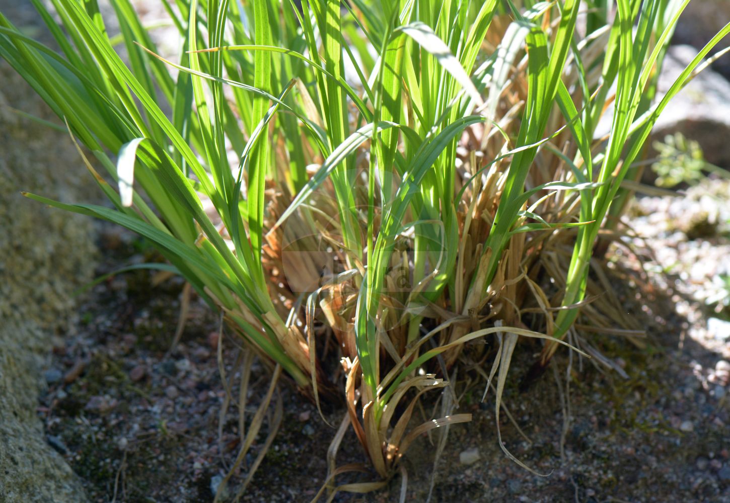 Foto von Carex atrata (Trauer-Segge - Black Alpine-Sedge). Das Foto wurde in Uppsala, Schweden aufgenommen. ---- Photo of Carex atrata (Trauer-Segge - Black Alpine-Sedge). The picture was taken in Uppsala, Sweden.(Carex atrata,Trauer-Segge,Black Alpine-Sedge,Carex atrata,Trauer-Segge,Kohlschwarze Segge,Black Alpine-Sedge,Carex,Segge,Sedge,Cyperaceae,Sauergräser,Sedge family)