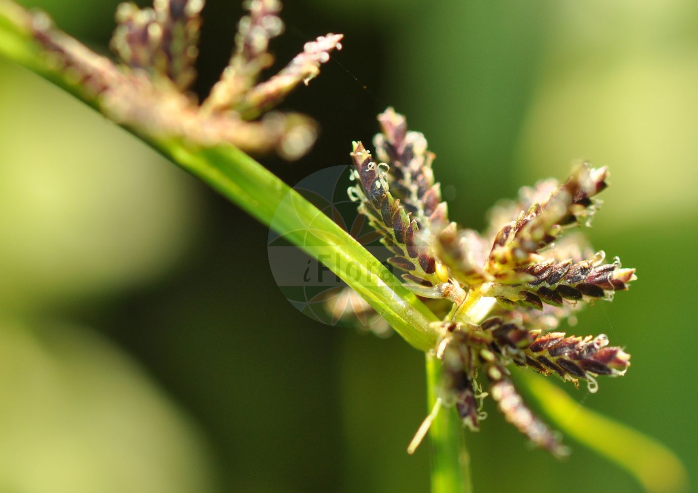 Foto von Cyperus fuscus (Braunes Zypergras - Brown Galingale). Das Foto wurde in Giessen, Hessen, Deutschland aufgenommen. ---- Photo of Cyperus fuscus (Braunes Zypergras - Brown Galingale). The picture was taken in Giessen, Hesse, Germany.(Cyperus fuscus,Braunes Zypergras,Brown Galingale,Cyperus calidus,Cyperus fuscus,Cyperus virescens,Braunes Zypergras,Brown Galingale,Black Cyperus,Brown Flatsedge,Cyperus,Zypergras,Flatsedge,Cyperaceae,Sauergräser,Sedge family)