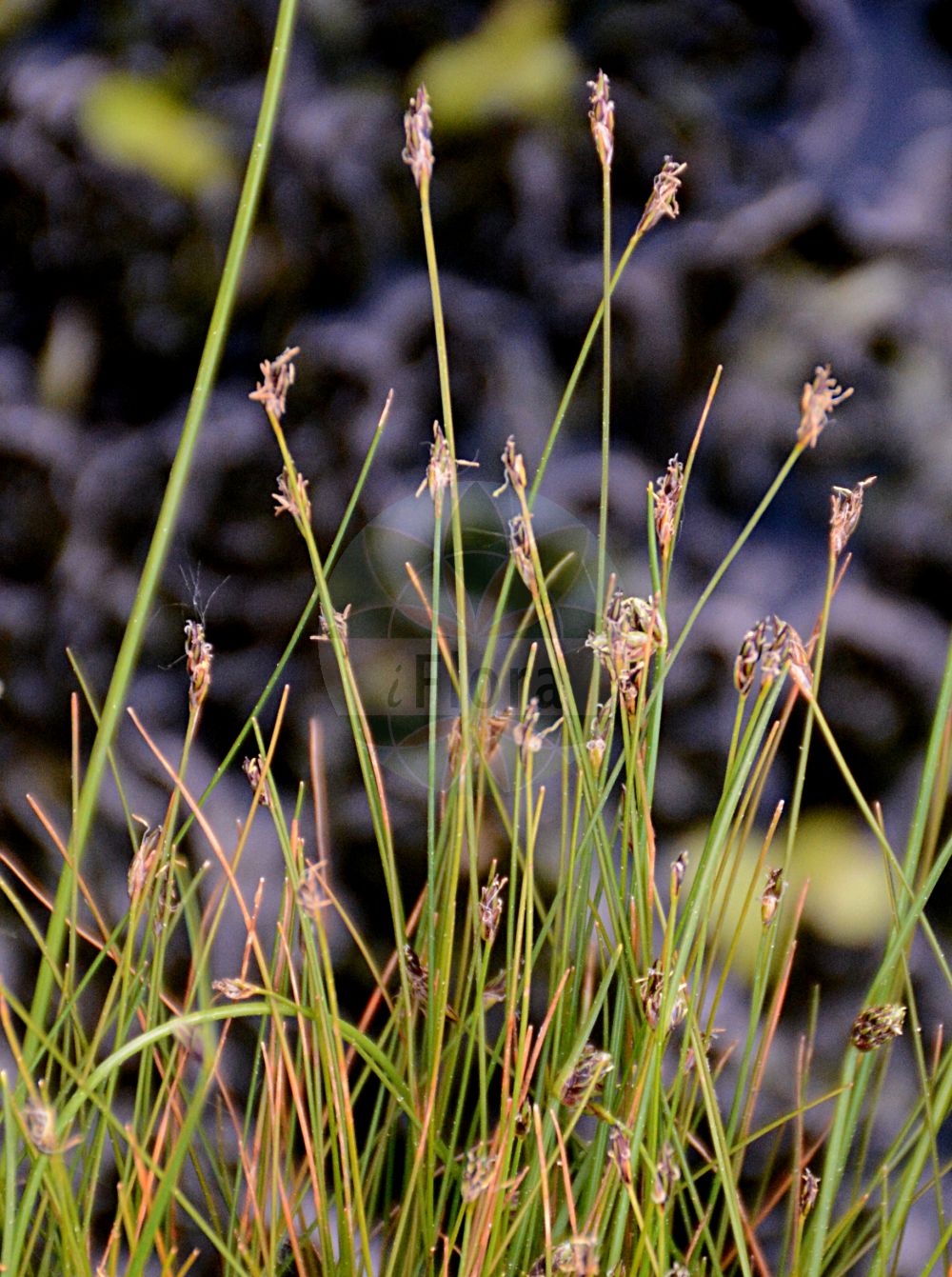 Foto von Eleocharis acicularis (Nadel-Sumpfbinse - Needle Spike-rush). Das Foto wurde in Dresden, Sachsen, Deutschland aufgenommen. ---- Photo of Eleocharis acicularis (Nadel-Sumpfbinse - Needle Spike-rush). The picture was taken in Dresden, Sachsen, Germany.(Eleocharis acicularis,Nadel-Sumpfbinse,Needle Spike-rush,Eleocharis acicularis,Scirpus acicularis,Nadel-Sumpfbinse,Nadelbinse,Needle Spike-rush,Slender Spikerush,Eleocharis,Sumpfbinse,Spikerush,Cyperaceae,Sauergräser,Sedge family)