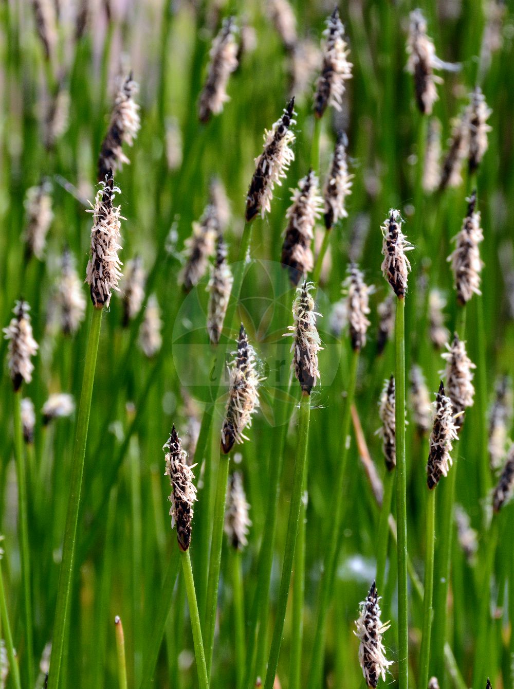 Foto von Eleocharis palustris (Echte Sumpfsimse - Common Spike-rush). Das Foto wurde in Berlin, Deutschland aufgenommen. ---- Photo of Eleocharis palustris (Echte Sumpfsimse - Common Spike-rush). The picture was taken in Berlin, Germany.(Eleocharis palustris,Echte Sumpfsimse,Common Spike-rush,Eleocharis palustris,Scirpus palustris,Echte Sumpfsimse,Gewoehnliche Sumpfbinse,Common Spike-rush,Creeping Spikerush,Eleocharis,Sumpfbinse,Spikerush,Cyperaceae,Sauergräser,Sedge family)