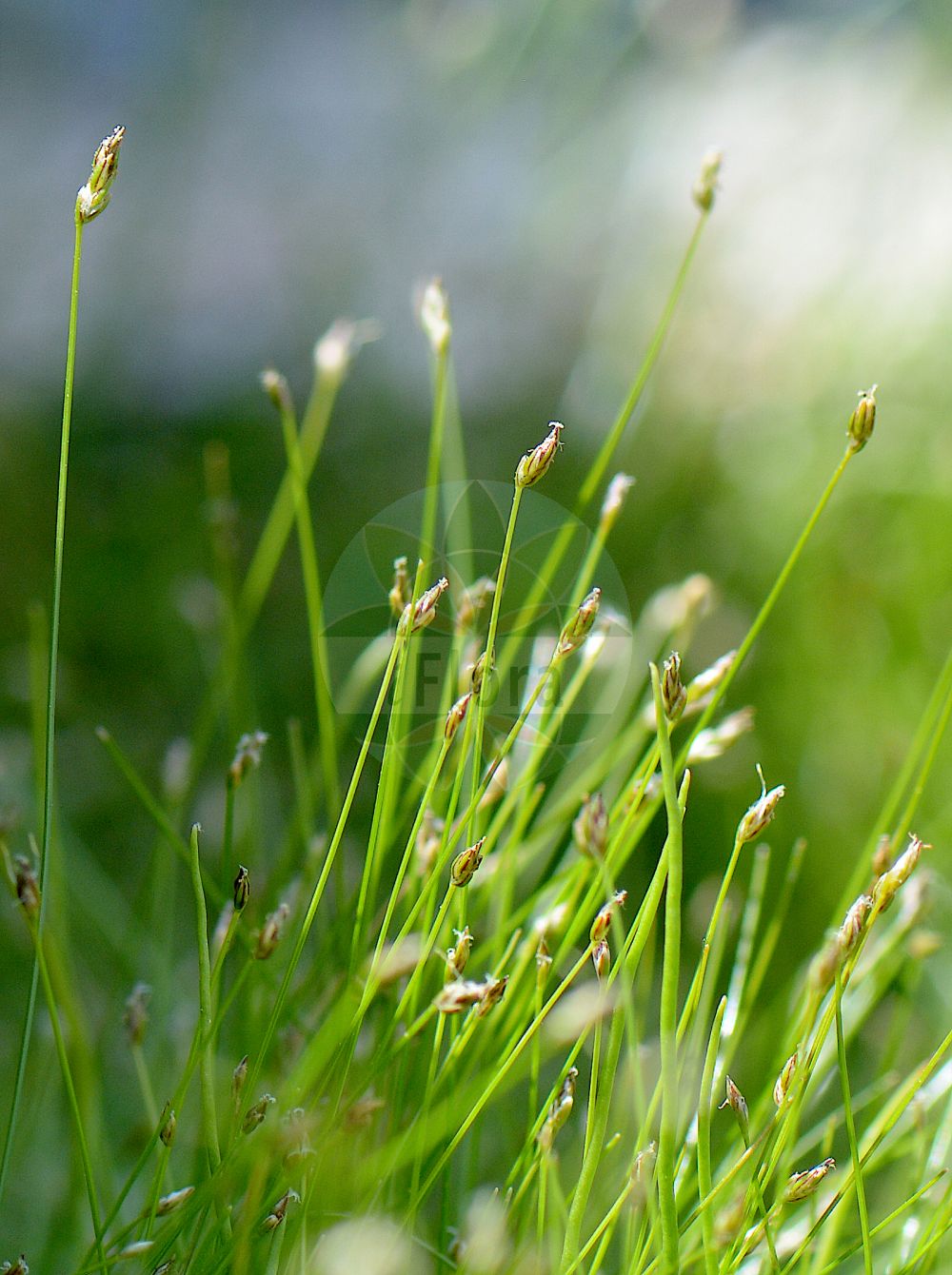 Eleocharis parvula - Cyperaceae,Plantae,Pteridobiotina,Angiosperms,Poales,Cyperaceae,Eleocharis,Eleocharis parvula,Baeothryon nanum, Chaetocyperus membranaceus, Chaetocyperus pusillus, Chaetocyperus pygmaeus, Clavula comosa, Cyperus parvulus, Eleocharis leptos, Eleocharis leptos var. johnstonii, Eleocharis membranacea, Eleocharis parvula, Eleocharis parvula f. parvula, Eleocharis parvula f. spongiosa, Eleocharis parvula subsp. oppermannii, Eleocharis parvula var. parvula, Eleocharis pygmaea, Eleogiton parvula, Isolepis leptos, Limnochloa parvula, Scirpus comosus, Scirpus comosus, Scirpus leptos, Scirpus nanus, Scirpus parvulus, Scirpus pollicaris, Trichophorum parvulum,Kleine Sumpfsimse;Kleines Sumpfried;dwarf spike-rush;dwarf spikesedge;small spike-rush;éléocharide naine;barbed spikerush;colorado spikerush;hairgrass;héléocharis modeste;petit éléocharis;scirpe petit;spillone;giunchina piccina;ситняк маленький;patuljasta jezernica;dvärgsäv;lav kogleaks;ponikło maleńkie;väike alss;sīkais pameldrs;dvergsevaks;pikkuluikka;мала зуква;мала сита;ǎi gǎn bí qí;矮秆荸荠