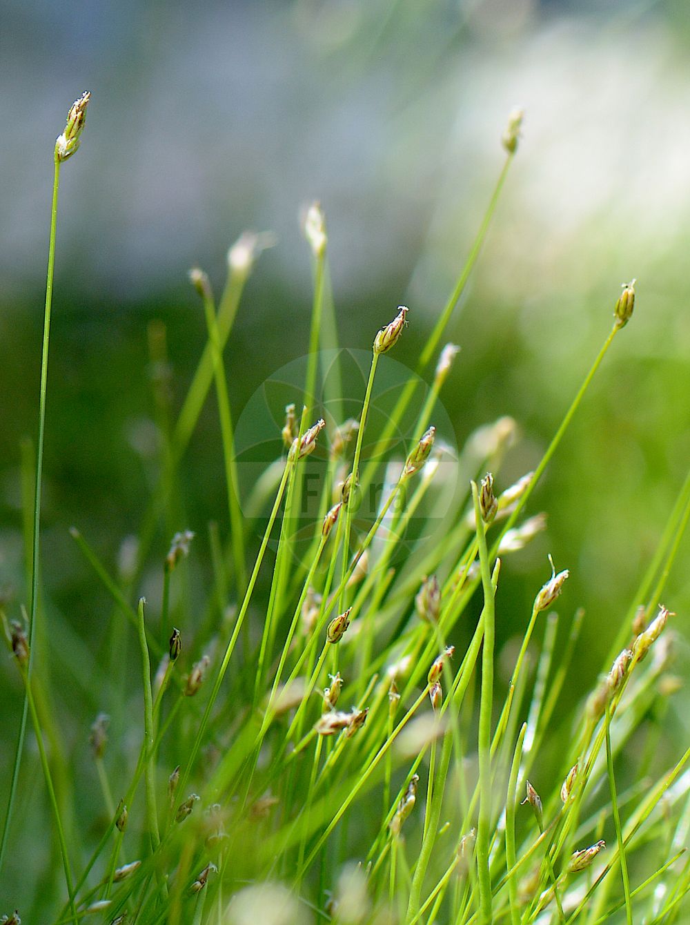 Foto von Eleocharis parvula (Zwerg-Sumpfbinse - Dwarf Spike-rush). Das Foto wurde in Bonn, Nordrhein-Westfalen, Deutschland aufgenommen. ---- Photo of Eleocharis parvula (Zwerg-Sumpfbinse - Dwarf Spike-rush). The picture was taken in Bonn, North Rhine-Westphalia, Germany.(Eleocharis parvula,Zwerg-Sumpfbinse,Dwarf Spike-rush,Eleocharis parvula,Eleocharis pygmaea,Scirpus parvulus,Zwerg-Sumpfbinse,Dwarf Spike-rush,Dwarf Spikesedge,Barbed Spikerush,Colorado Spikerush,Hairgrass,Eleocharis,Sumpfbinse,Spikerush,Cyperaceae,Sauergräser,Sedge family)