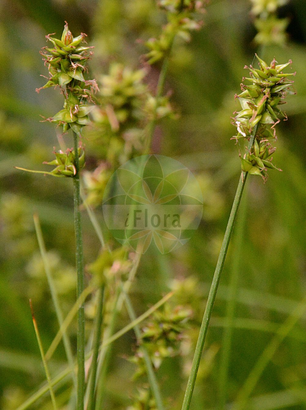 Foto von Carex divulsa subsp. leersii (Leers Segge - Many-leaved Sedge). Das Foto wurde in Dresden, Sachsen, Deutschland aufgenommen. ---- Photo of Carex divulsa subsp. leersii (Leers Segge - Many-leaved Sedge). The picture was taken in Dresden, Sachsen, Germany.(Carex divulsa subsp. leersii,Leers Segge,Many-leaved Sedge,Carex polyphylla,Leers Segge,Many-leaved Sedge,Carex,Segge,Sedge,Cyperaceae,Sauergräser,Sedge family)