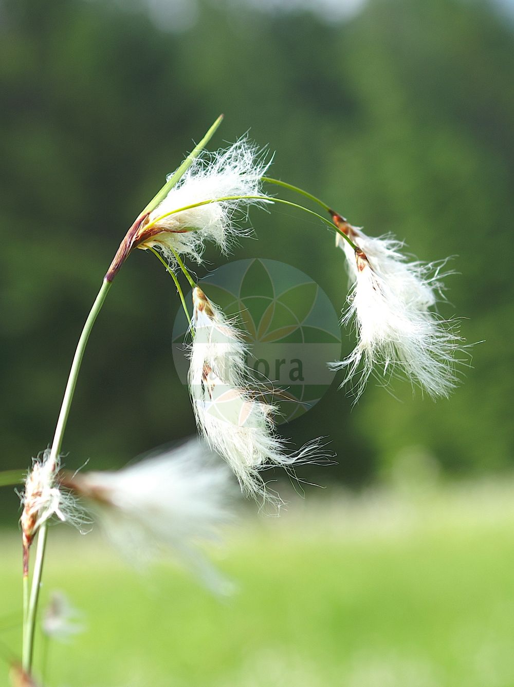 Foto von Eriophorum angustifolium (Schmalblättriges Wollgras - Common Cottongrass). Das Foto wurde in Kleinwalsertal, Mittelberg, Vorarlberg, Österreich, Alpen aufgenommen. ---- Photo of Eriophorum angustifolium (Schmalblättriges Wollgras - Common Cottongrass). The picture was taken in Kleinwalsertal, Mittelberg, Vorarlberg, Austria, Alps.(Eriophorum angustifolium,Schmalblättriges Wollgras,Common Cottongrass,Eriophorum angustifolium,Eriophorum polystachion,Eriophorum subarcticum,Schmalblaettriges Wollgras,Common Cottongrass,Tall Cottongrass,Eriophorum,Wollgras,Cottongrass,Cyperaceae,Sauergräser,Sedge family)