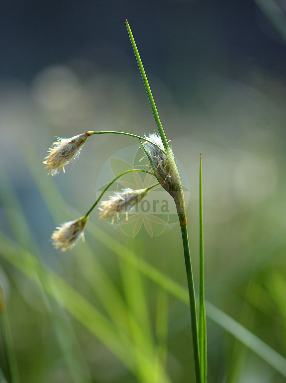 Foto von Eriophorum gracile (Schlankes Wollgras - Slender Cottongrass). Das Foto wurde in München, Bayern, Deutschland aufgenommen. ---- Photo of Eriophorum gracile (Schlankes Wollgras - Slender Cottongrass). The picture was taken in Munich, Bavaria, Germany.(Eriophorum gracile,Schlankes Wollgras,Slender Cottongrass,Eriophorum gracile,Schlankes Wollgras,Slender Cottongrass,Eriophorum,Wollgras,Cottongrass,Cyperaceae,Sauergräser,Sedge family)