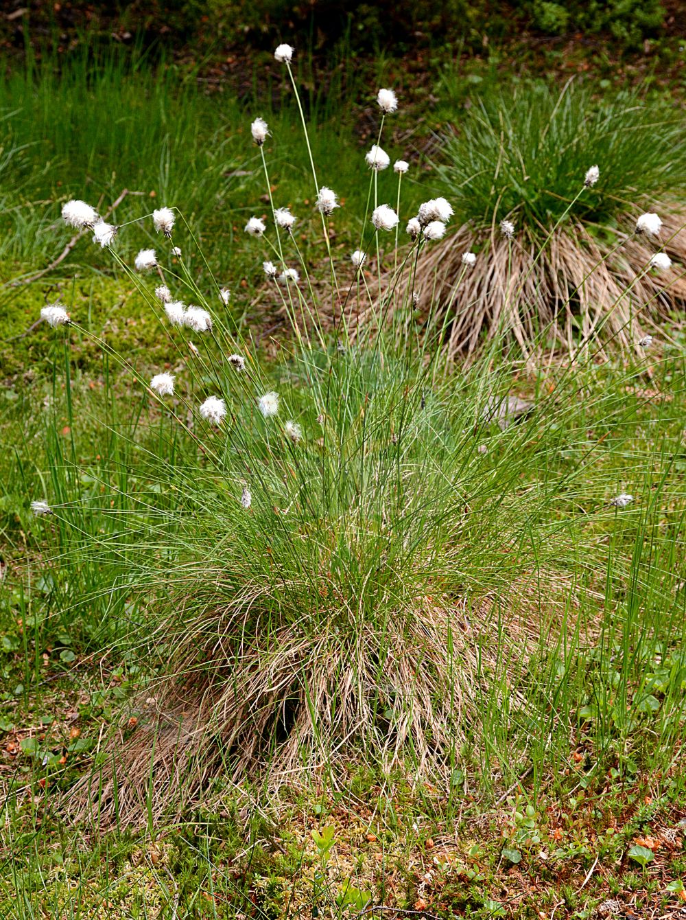 Foto von Eriophorum vaginatum (Scheiden-Wollgras - Hare's-tail Cottongrass). Das Foto wurde in Oberhof, Thüringen, Deutschland aufgenommen. ---- Photo of Eriophorum vaginatum (Scheiden-Wollgras - Hare's-tail Cottongrass). The picture was taken in Oberhof, Thuringia, Germany.(Eriophorum vaginatum,Scheiden-Wollgras,Hare's-tail Cottongrass,Eriophorum vaginatum,Scheiden-Wollgras,Moor-Wollgras,Scheidiges Wollgras,Hare's-tail Cottongrass,Harestail,Tussock Cottongrass,Eriophorum,Wollgras,Cottongrass,Cyperaceae,Sauergräser,Sedge family)