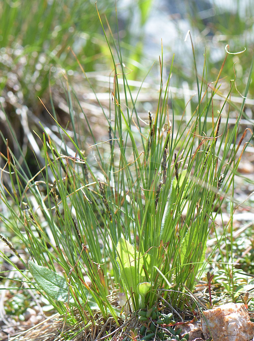 Foto von Kobresia myosuroides (Nacktried - Bellardi Bog Sedge). Das Foto wurde in Schachen, Garmisch-Partenkirchen, Bayern, Deutschland, Alpen aufgenommen. ---- Photo of Kobresia myosuroides (Nacktried - Bellardi Bog Sedge). The picture was taken in Schachen, Garmisch-Partenkirchen, Bavaria, Germany, Alps.(Kobresia myosuroides,Nacktried,Bellardi Bog Sedge,Carex bellardii,Elyna bellardii,Elyna myosuroides,Elyna scirpina,Elyna spicata,Kobresia bellardii,Kobresia myosuroides,Kobresia scirpina,Nacktried,Ährensegge,Nacktriet,Bellardi Bog Sedge,Kobresia,Schuppenried,Bog Sedge,Cyperaceae,Sauergräser,Sedge family)