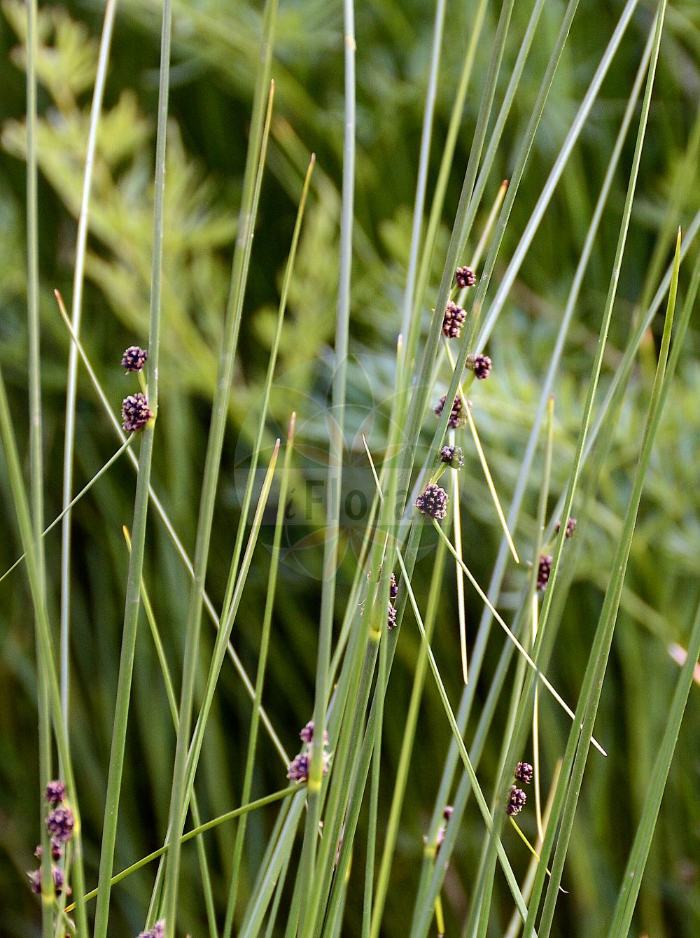 Foto von Scirpoides holoschoenus (Gewöhnliche Kugelsimse - Round-headed Club-Rush). Das Foto wurde in München, Bayern, Deutschland aufgenommen. ---- Photo of Scirpoides holoschoenus (Gewöhnliche Kugelsimse - Round-headed Club-Rush). The picture was taken in Munich, Bavaria, Germany.(Scirpoides holoschoenus,Gewöhnliche Kugelsimse,Round-headed Club-Rush,Holoschoenus australis,Holoschoenus romanus,Holoschoenus vulgaris,Isolepis holoschoenus,Scirpoides holoschoenoides,Scirpoides holoschoenus,Scirpus australis,Scirpus globiferus,Scirpus holoschoenus,Scirpus romanus,Gewoehnliche Kugelsimse,Glanz-Binse,Immergruene Kugelsimse,Kugelbinse,Kugelsimse,Round-headed Club-Rush,Clustered Clubrush,Roundhead Bulrush,Scirpoides,Kugelbinse,Club-rush,Cyperaceae,Sauergräser,Sedge family)