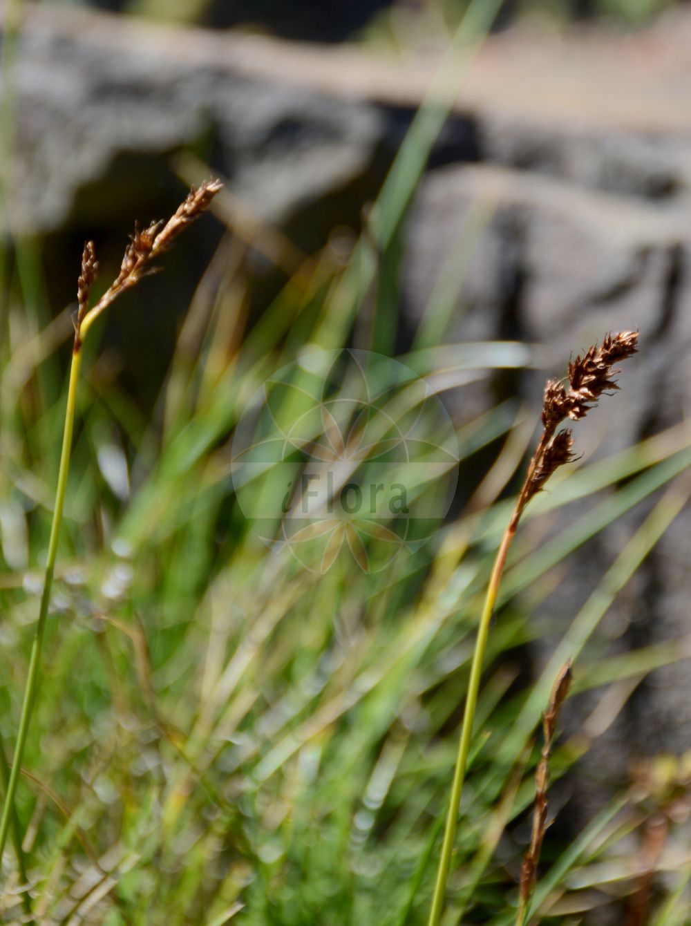 Carex simpliciuscula - Cyperaceae,Plantae,Pteridobiotina,Angiosperms,Poales,Cyperaceae,Carex,Carex simpliciuscula,Kobresia simpliciuscula,Seggen-Schuppenried;Schuppensegge;Schuppenried;false sedge;kobrésie simple;simple bog sedge;simple kobresia;Cobrésia simple;cobrésia biparti;élyne faux-carex;Cobresia;yaban ayakotu;fleraxig sävstarr;kobrezja turzycowata;myrtust