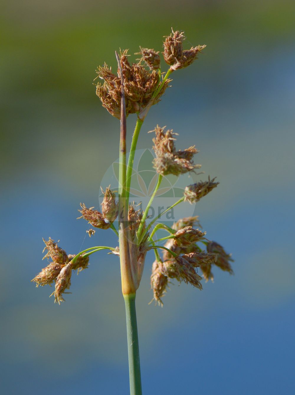 Foto von Schoenoplectus lacustris subsp. glaucus (Salz-Teichsimse - Grey Club-rush). Das Foto wurde in Stockholm, Schweden aufgenommen. ---- Photo of Schoenoplectus lacustris subsp. glaucus (Salz-Teichsimse - Grey Club-rush). The picture was taken in Stockholm, Sweden.(Schoenoplectus lacustris subsp. glaucus,Salz-Teichsimse,Grey Club-rush,Scirpus tabernaemontani,Salz-Teichsimse,Grey Club-rush,Gray Clubrush,Great Bulrush,Soft-stem Bulrush,Schoenoplectus,Teichsimse,Bulrush,Cyperaceae,Sauergräser,Sedge family)