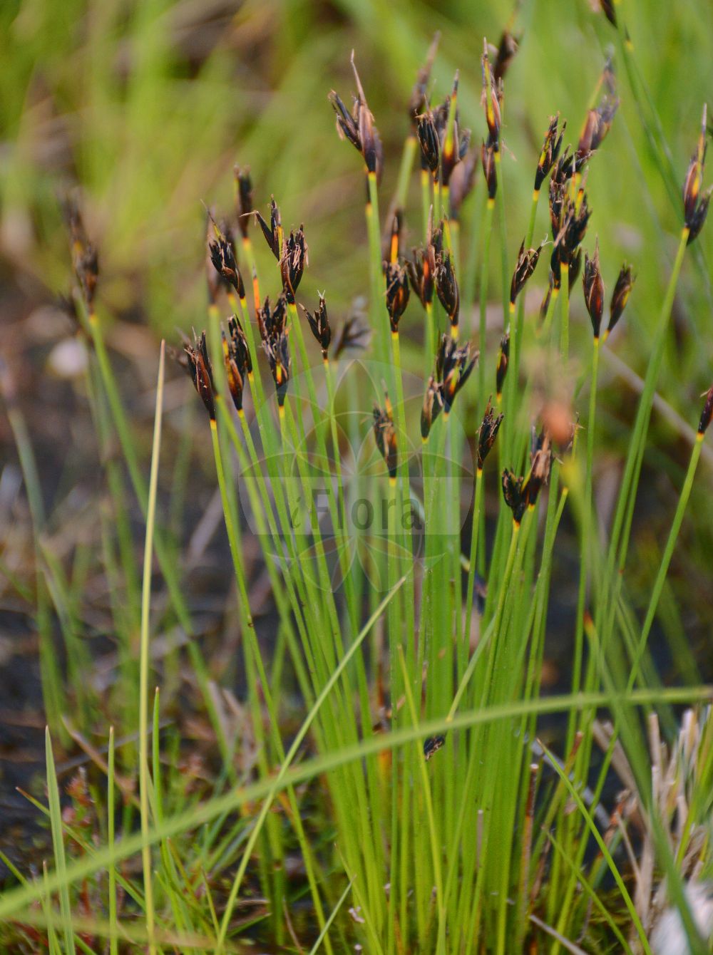 Foto von Schoenus ferrugineus (Rostrotes Kopfried - Brown Bog-rush). Das Foto wurde in München, Bayern, Deutschland aufgenommen. ---- Photo of Schoenus ferrugineus (Rostrotes Kopfried - Brown Bog-rush). The picture was taken in Munich, Bavaria, Germany.(Schoenus ferrugineus,Rostrotes Kopfried,Brown Bog-rush,Schoenus karpatii,Schoenus ferrugineus,Rostrotes Kopfried,Brown Bog-rush,Schoenus,Kopfried,Bogrush,Cyperaceae,Sauergräser,Sedge family)