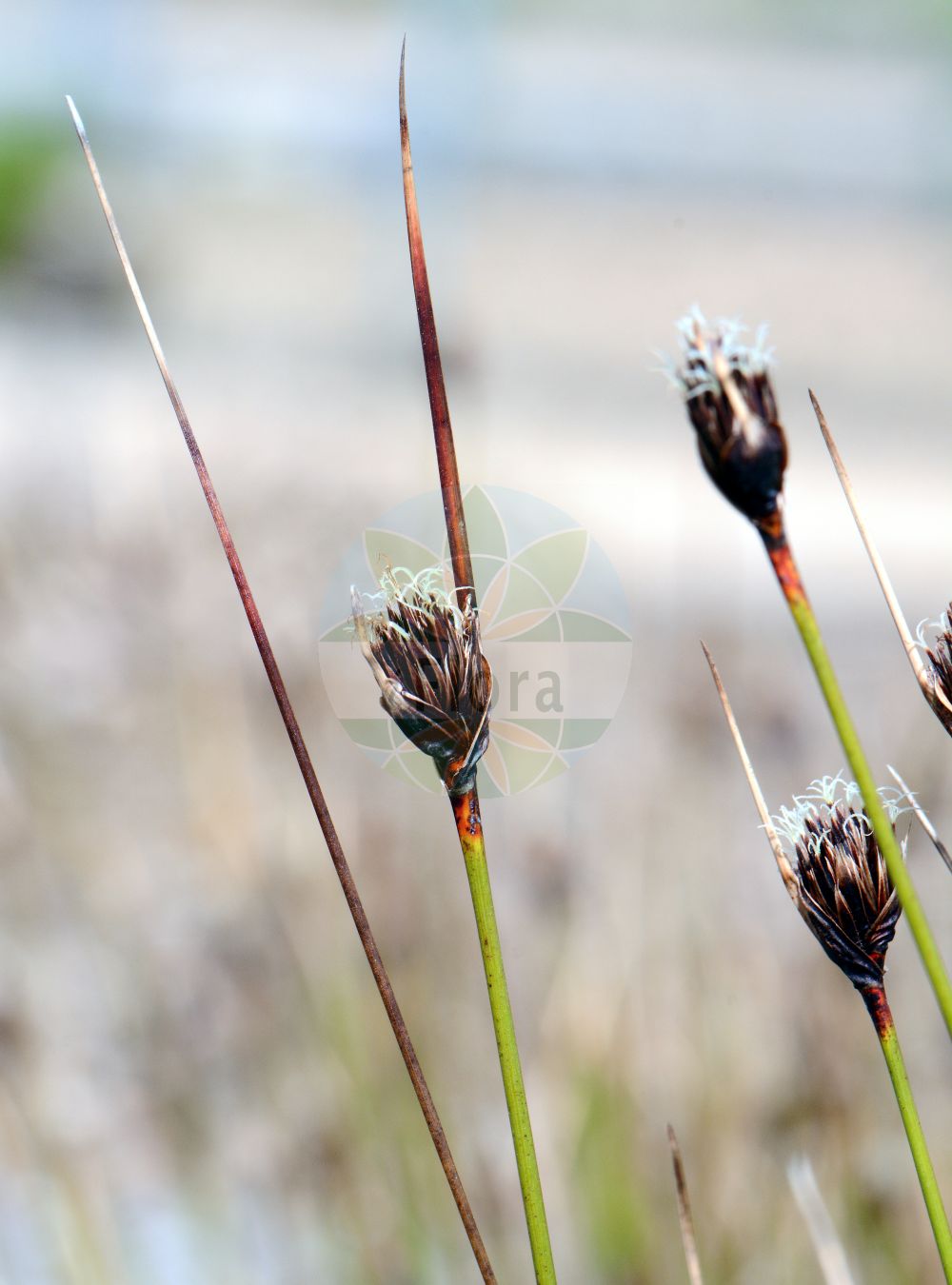 Foto von Schoenus nigricans (Schwarzes Kopfried - Black Bog-rush). Das Foto wurde in Mainz, Rheinland-Pfalz, Deutschland aufgenommen. ---- Photo of Schoenus nigricans (Schwarzes Kopfried - Black Bog-rush). The picture was taken in Mainz, Rhineland-Palatinate, Germany.(Schoenus nigricans,Schwarzes Kopfried,Black Bog-rush,Schoenus nigricans,Schwarzes Kopfried,Black Bog-rush,Bogrush,Schoenus,Kopfried,Bogrush,Cyperaceae,Sauergräser,Sedge family)