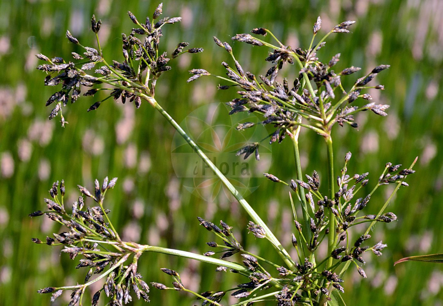 Scirpus radicans - Cyperaceae,Plantae,Pteridobiotina,Angiosperms,Poales,Cyperaceae,Scirpus,Scirpus radicans,Cyperus radicans, Nemocharis radicans, Scirpus hokkaidoensis, Scirpus radicans var. maior, Scirpus sylvaticus f. radicans, Scirpus sylvaticus subsp. radicans, Scirpus sylvaticus var. radicans, Taphrogiton radicans,Wurzelnde Simse;creeping club-rush;creeping clubrush;scirpe radicant;lisca radicante;камыш укореняющийся;камышевник укореняющийся;korjenita šašina;bågsäv;sitowie korzenioczepne;grebeničasti sitec;gyökerező erdeikáka;skřípina kořenující;škripina koreňová;škripina koreňujúca;комиш укорінливий;juurduv kõrkjas;sakņojošais meldrs;bogesevaks;juurtokaisla;вежљика;укорјењујућа вежљика;pelkinis viksvameldis;dōng běi biāo cǎo;东北藨草