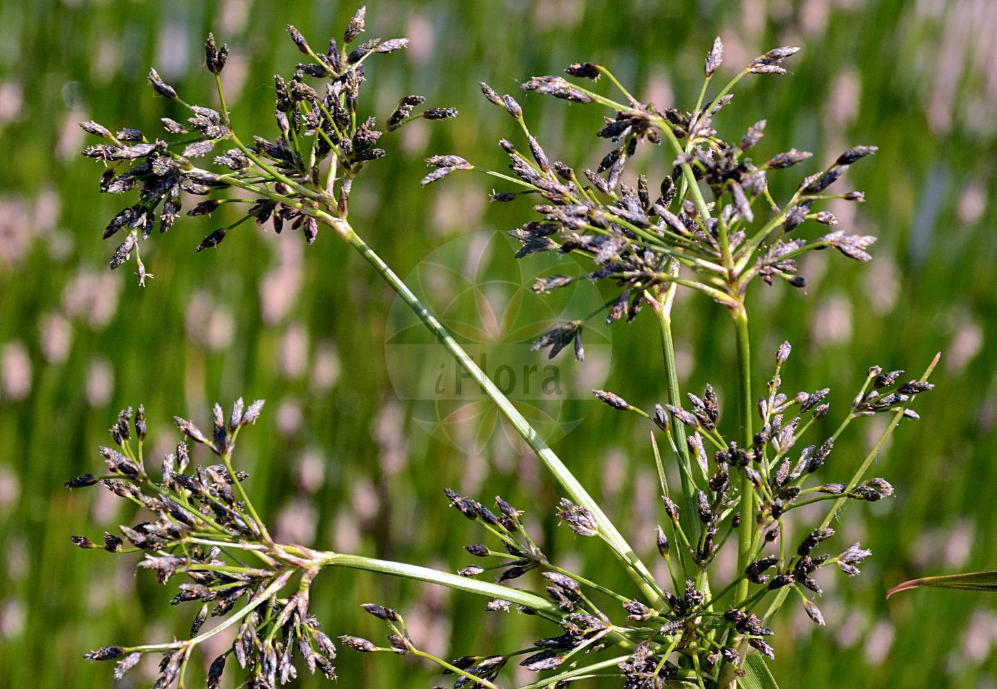 Foto von Scirpus radicans (Wurzelnde Simse - Creeping Club-rush). Das Foto wurde in Berlin, Deutschland aufgenommen. ---- Photo of Scirpus radicans (Wurzelnde Simse - Creeping Club-rush). The picture was taken in Berlin, Germany.(Scirpus radicans,Wurzelnde Simse,Creeping Club-rush,Scirpus radicans,Wurzelnde Simse,Creeping Club-rush,Creeping Clubrush,Scirpus,Simse,Club-rush,Cyperaceae,Sauergräser,Sedge family)