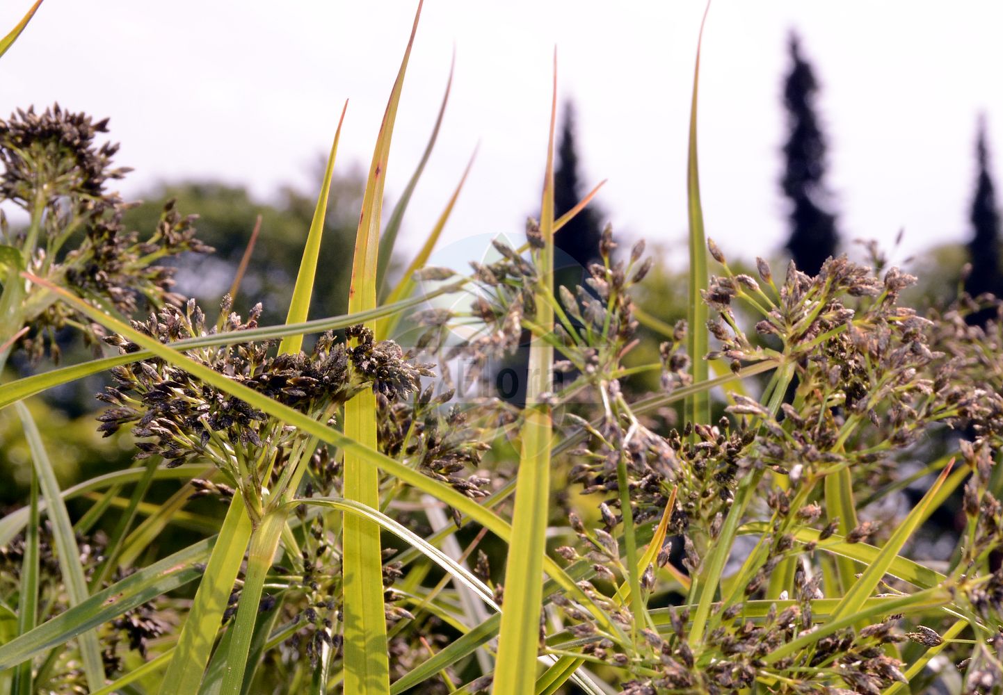 Foto von Scirpus radicans (Wurzelnde Simse - Creeping Club-rush). Das Foto wurde in Berlin, Deutschland aufgenommen. ---- Photo of Scirpus radicans (Wurzelnde Simse - Creeping Club-rush). The picture was taken in Berlin, Germany.(Scirpus radicans,Wurzelnde Simse,Creeping Club-rush,Scirpus radicans,Wurzelnde Simse,Creeping Club-rush,Creeping Clubrush,Scirpus,Simse,Club-rush,Cyperaceae,Sauergräser,Sedge family)